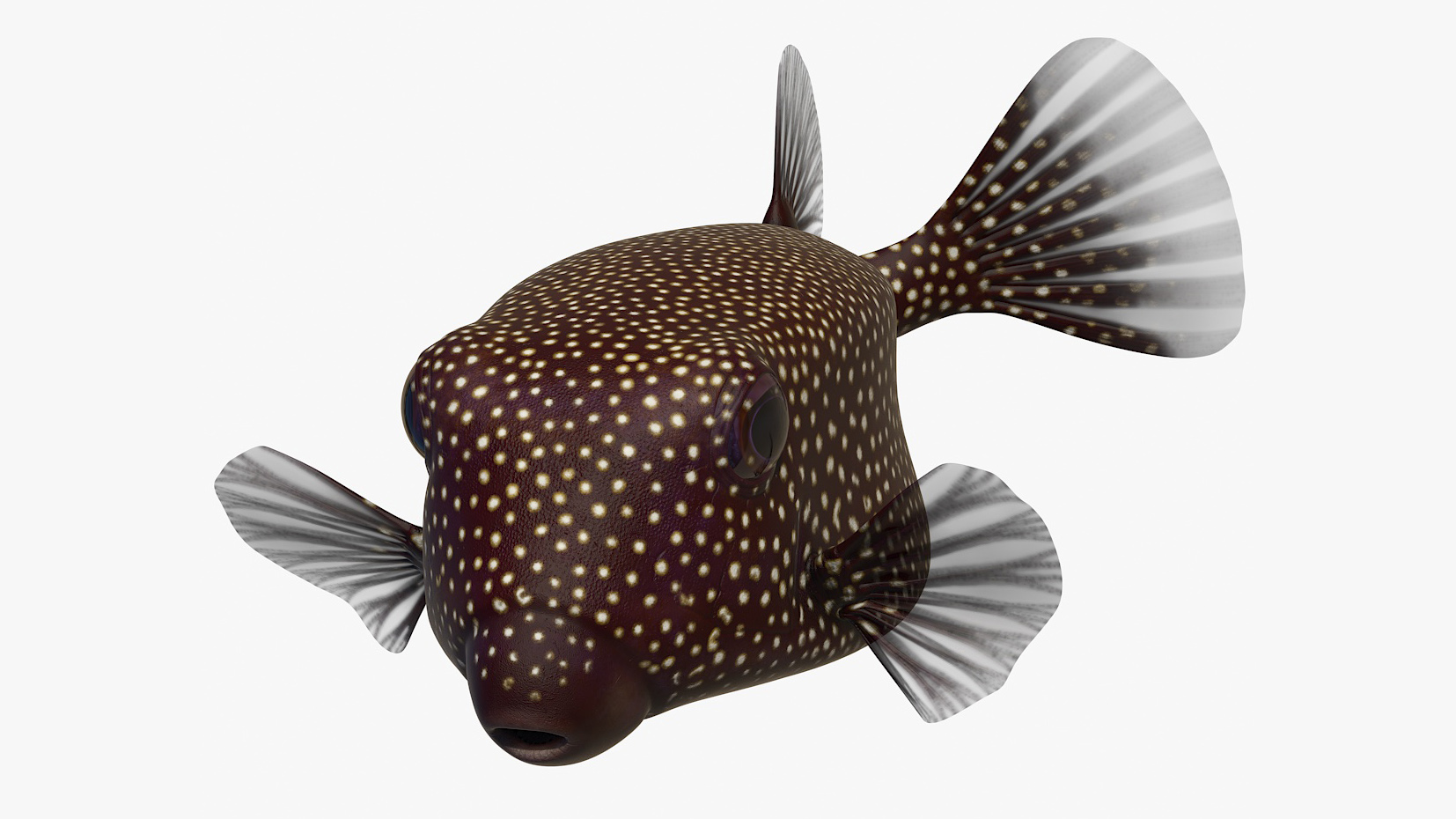 3D Ostracion Meleagris Fish Brown Rigged for Maya