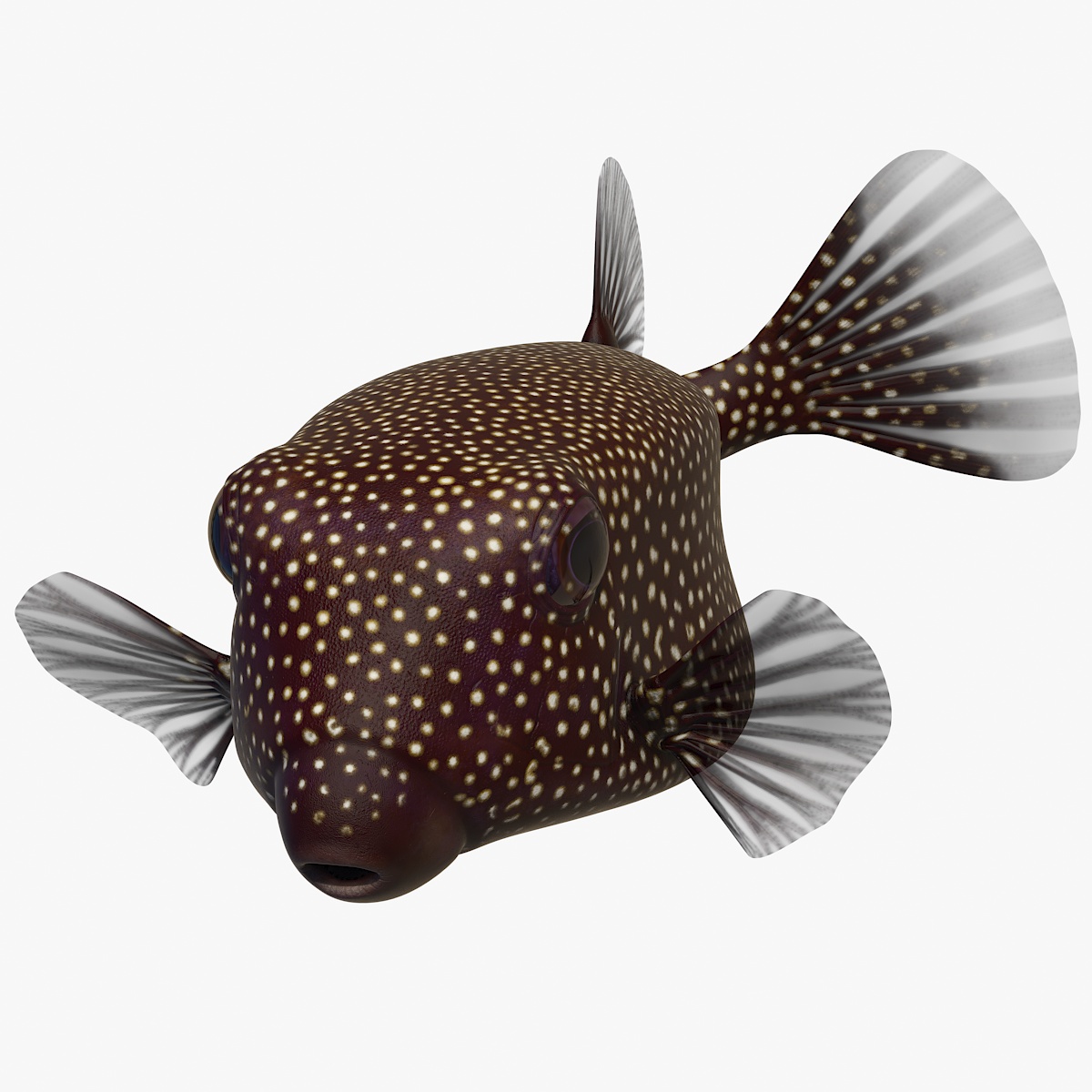 3D Ostracion Meleagris Fish Brown Rigged for Maya