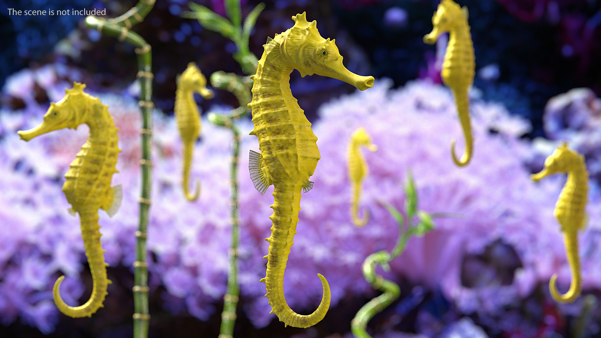 3D Slender Seahorse Hippocampus Reidi Rigged