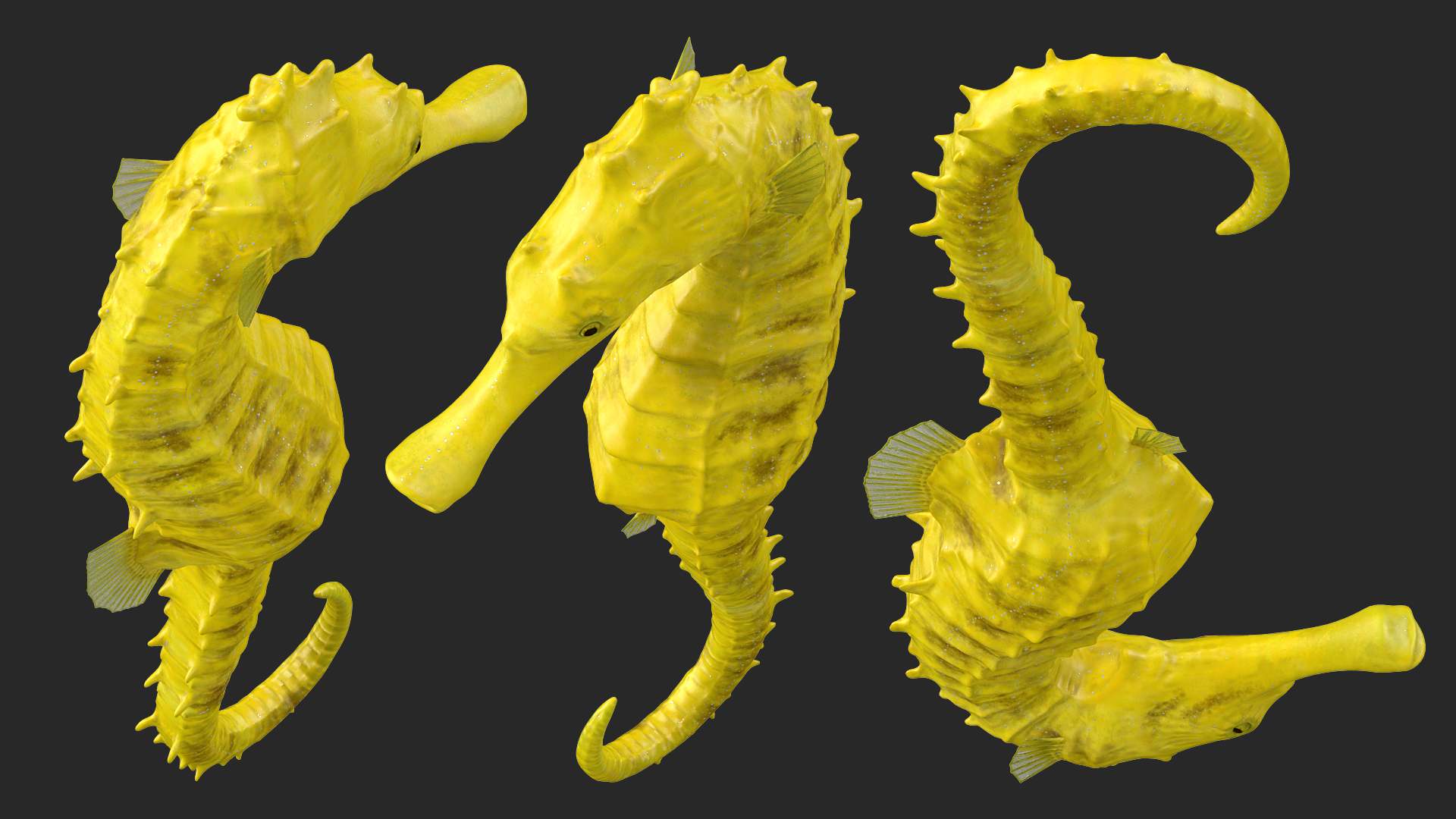 3D Slender Seahorse Hippocampus Reidi Rigged