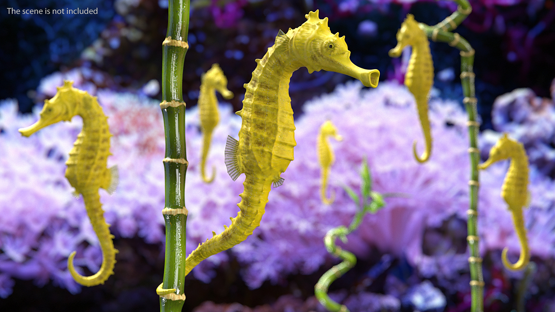 3D Slender Seahorse Hippocampus Reidi Rigged