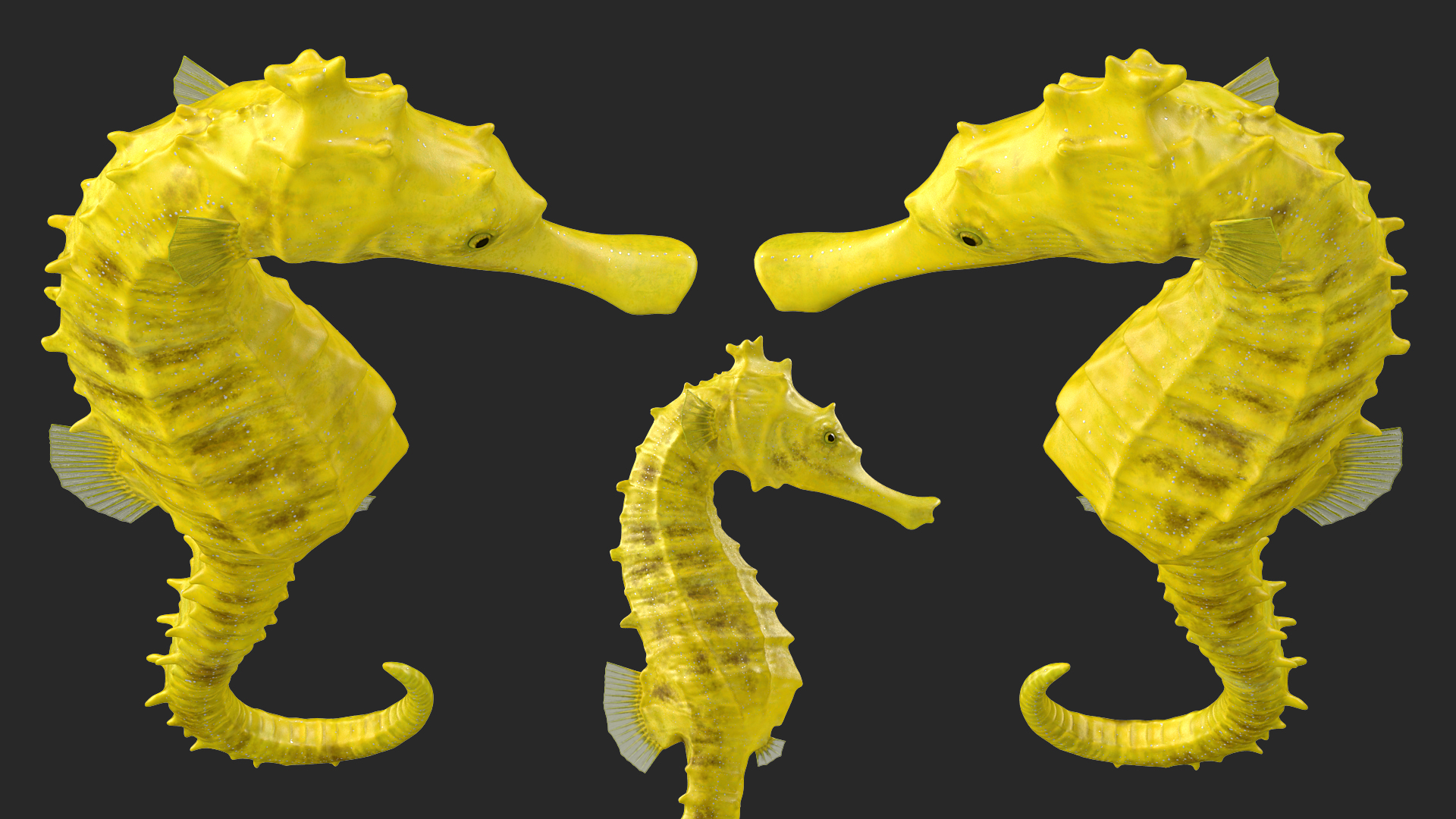 3D Slender Seahorse Hippocampus Reidi Rigged