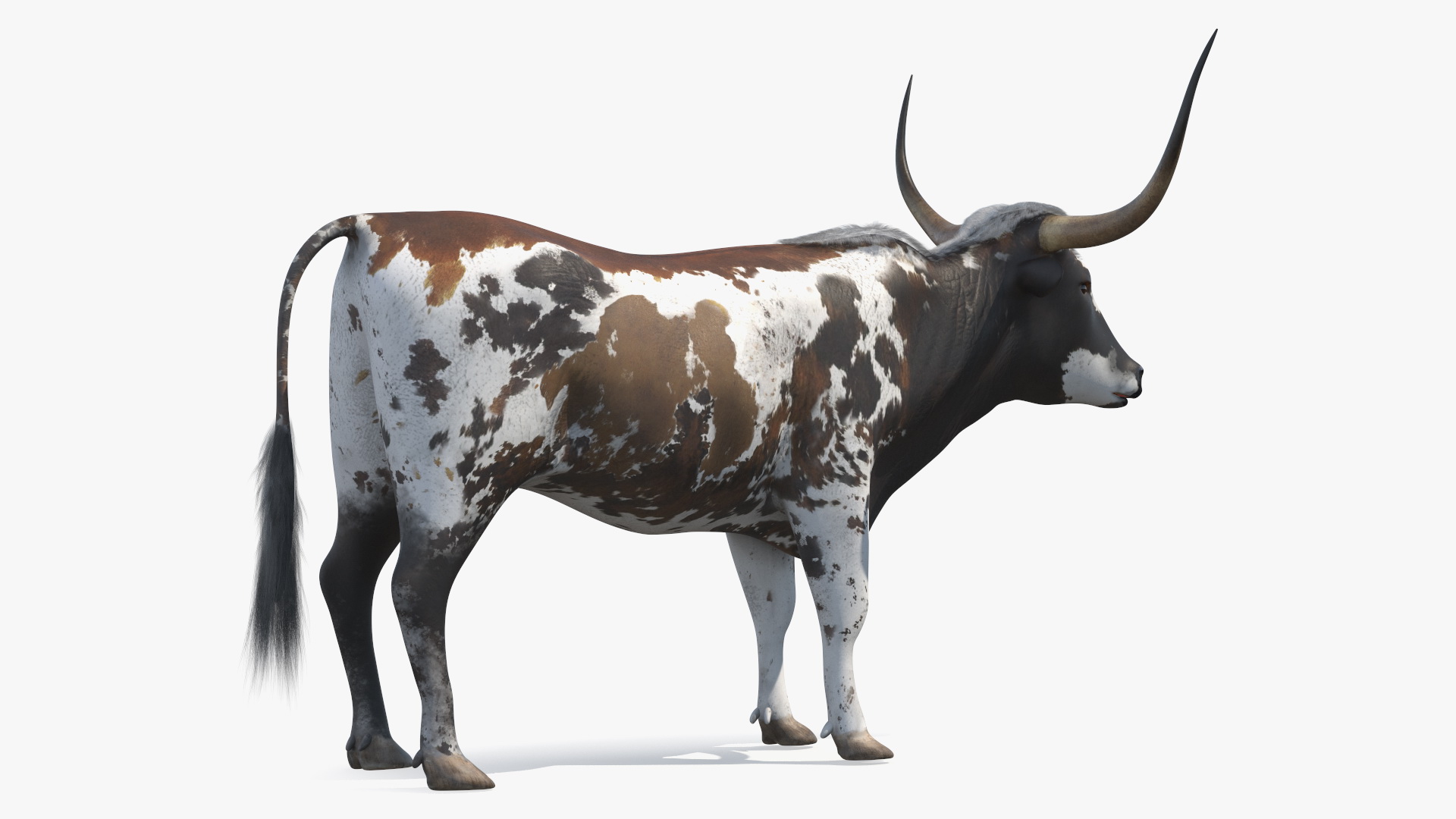 Texas Longhorn Mottled Brown Rigged for Cinema 4D 3D model