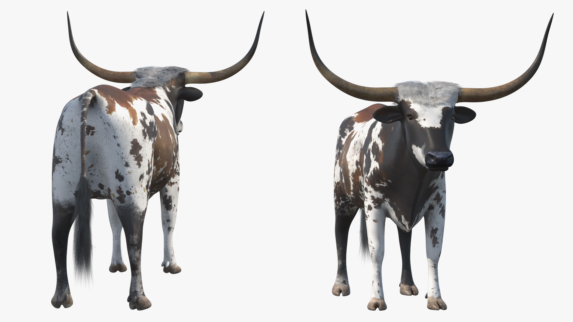 Texas Longhorn Mottled Brown Rigged for Cinema 4D 3D model