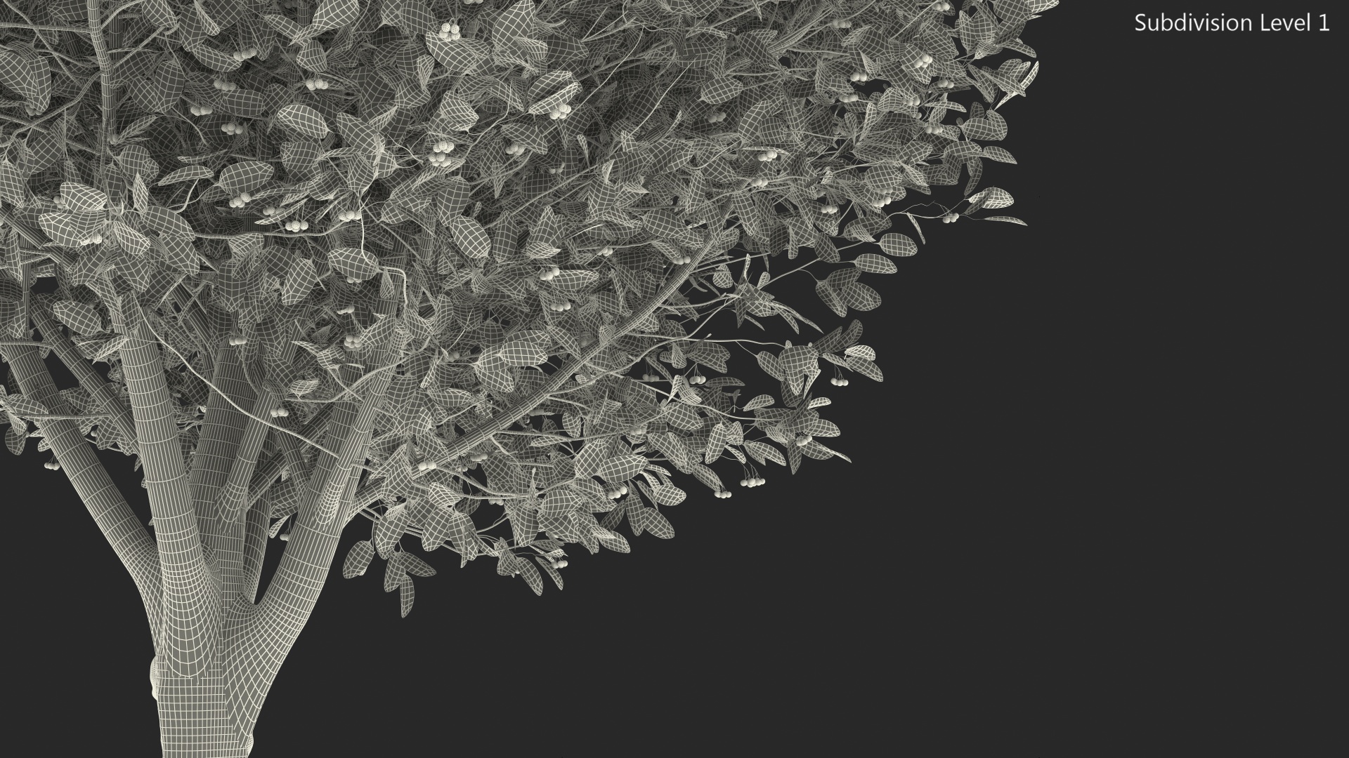 Calophyllum Antillanum 3D