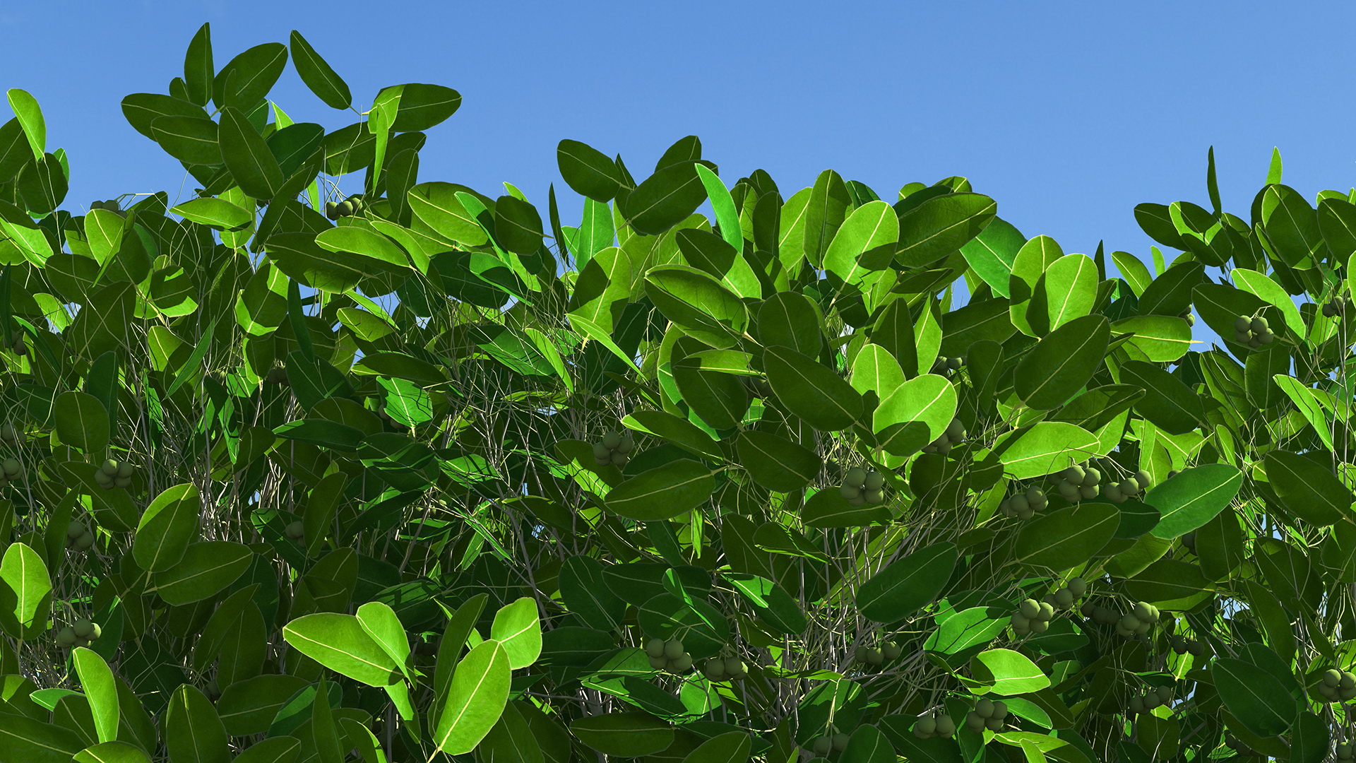 Calophyllum Antillanum 3D