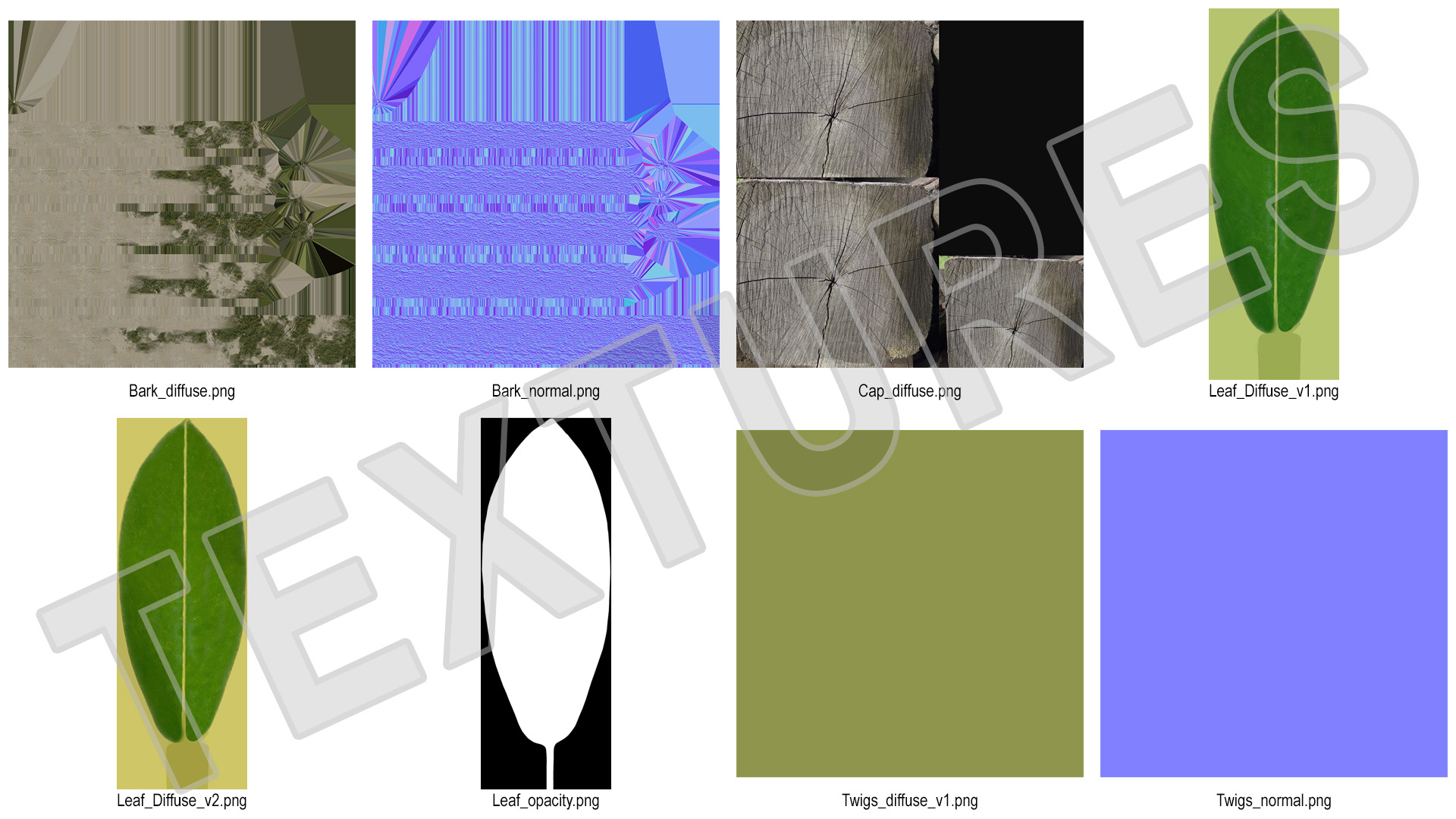 Calophyllum Antillanum 3D