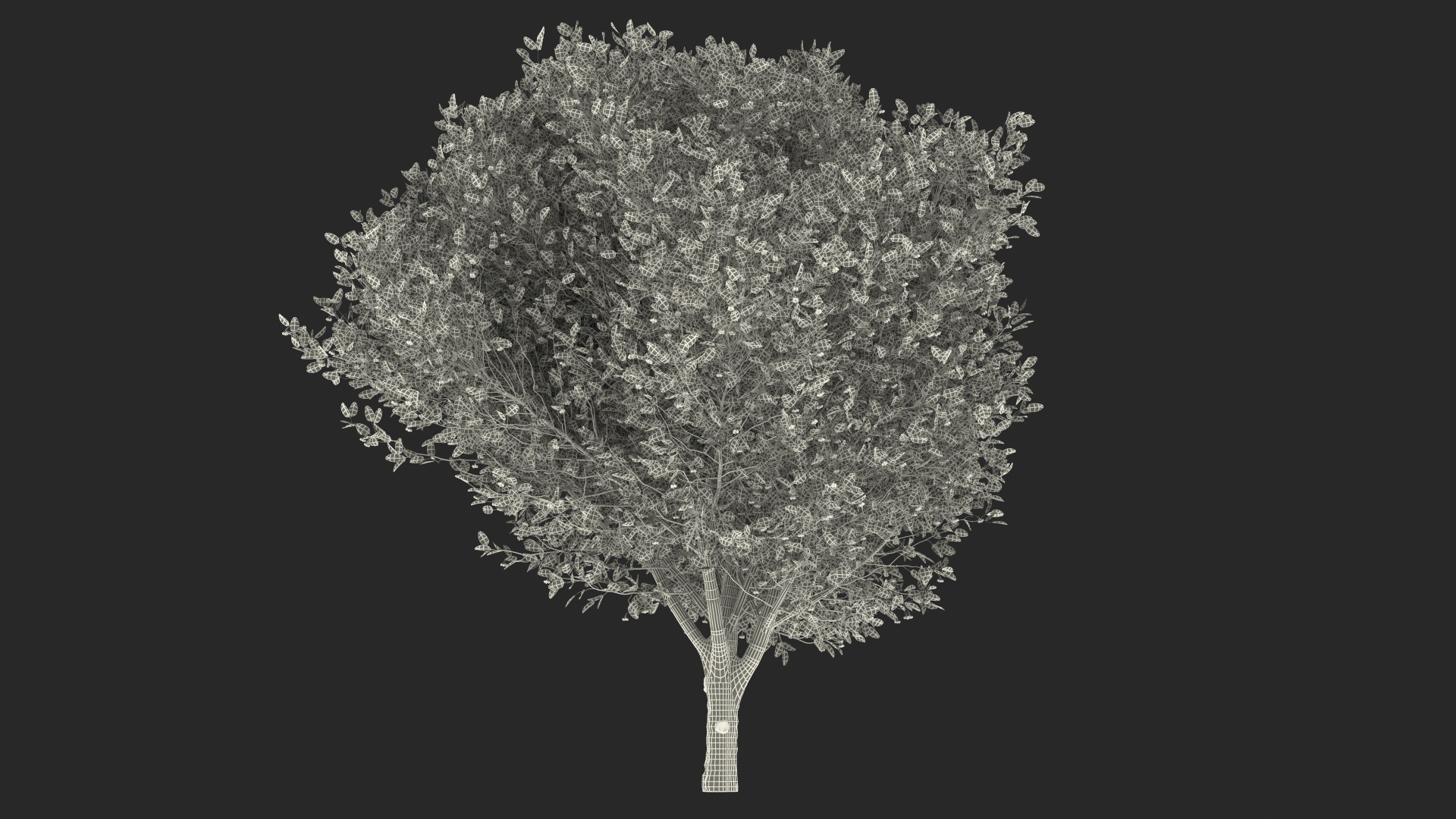 Calophyllum Antillanum 3D