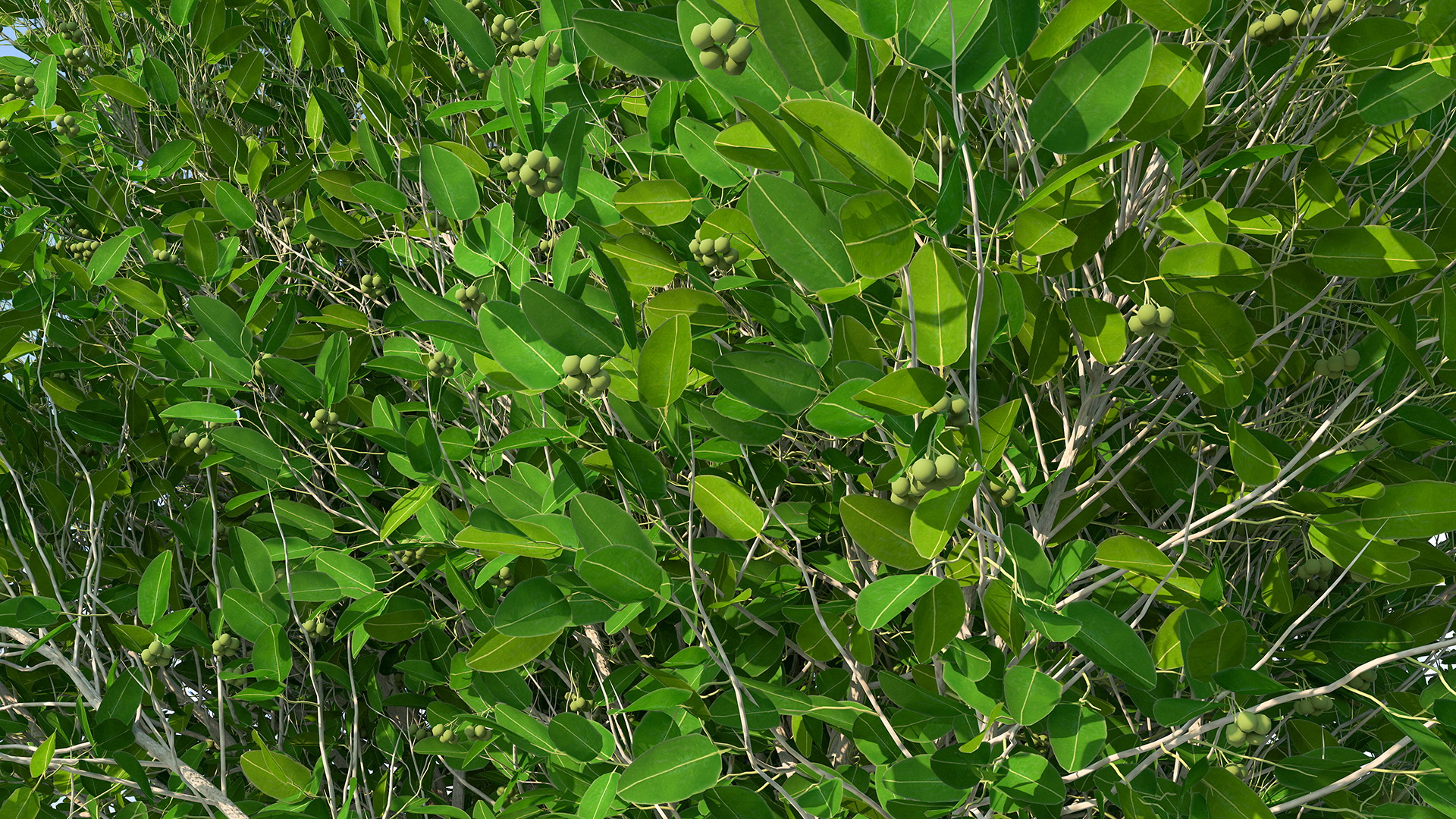 Calophyllum Antillanum 3D