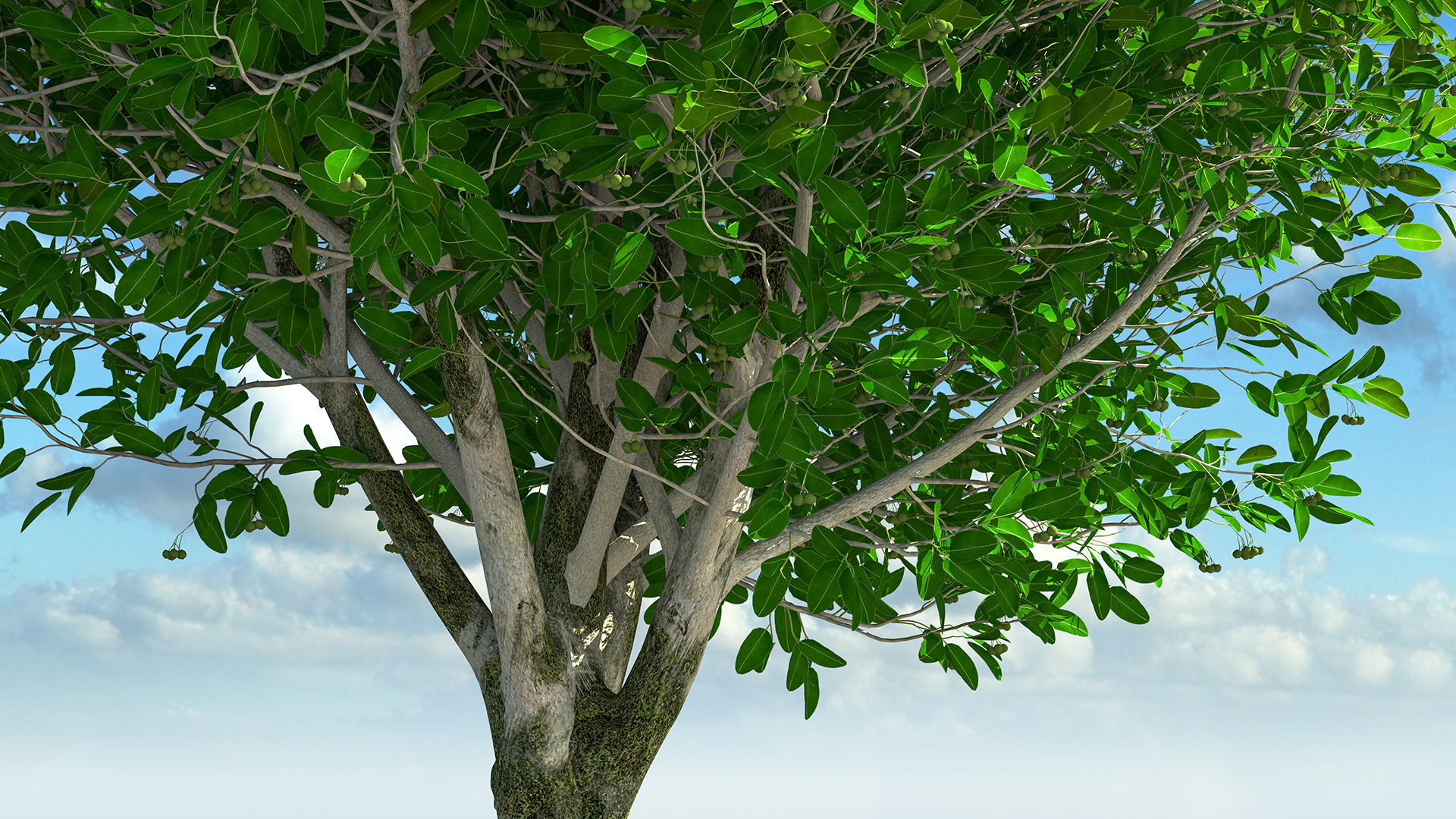 Calophyllum Antillanum 3D