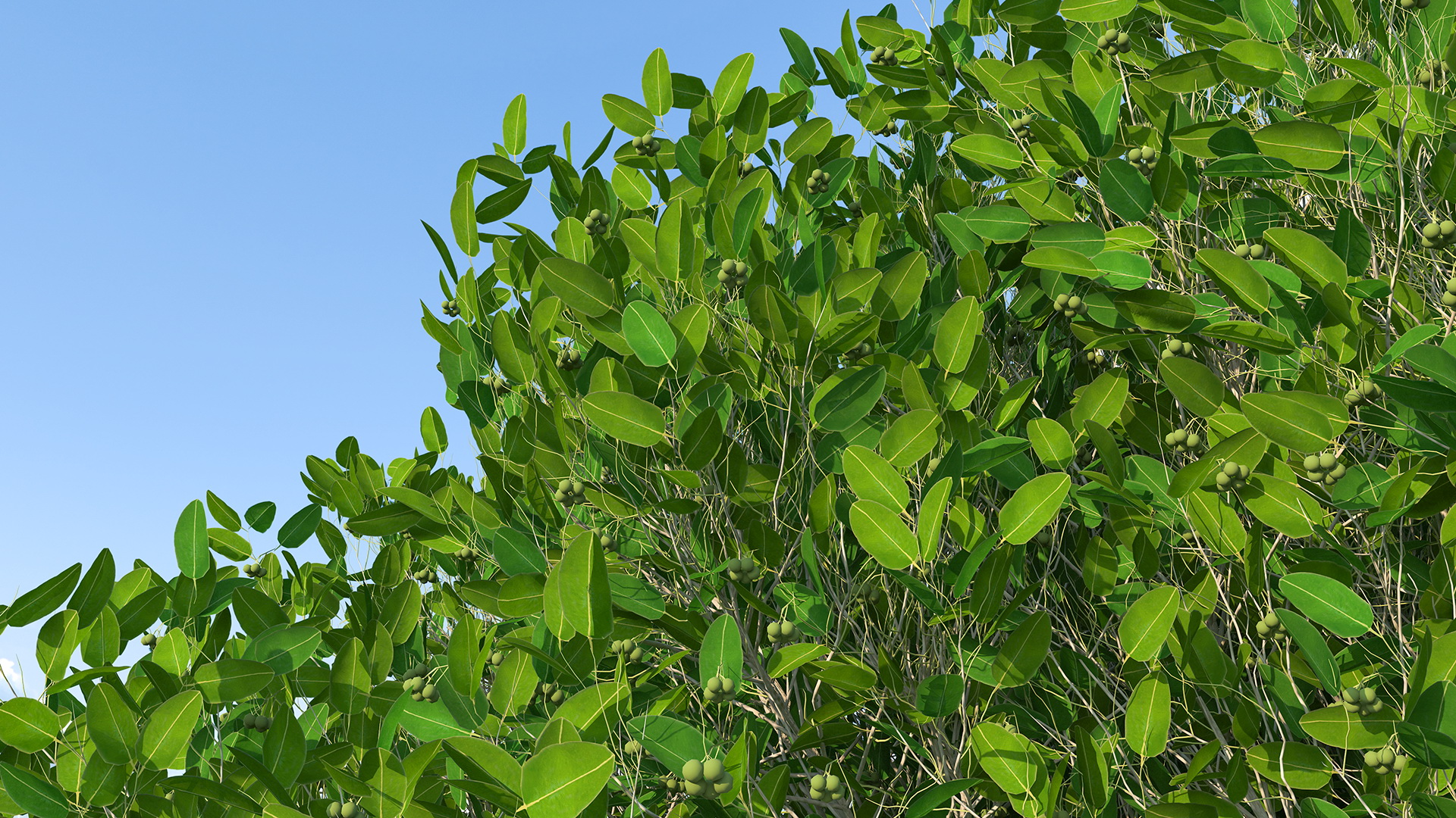 Calophyllum Antillanum 3D