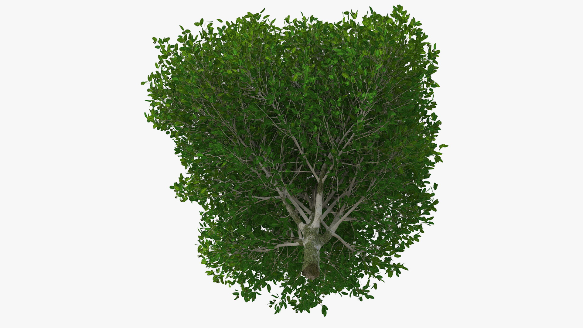 Calophyllum Antillanum 3D