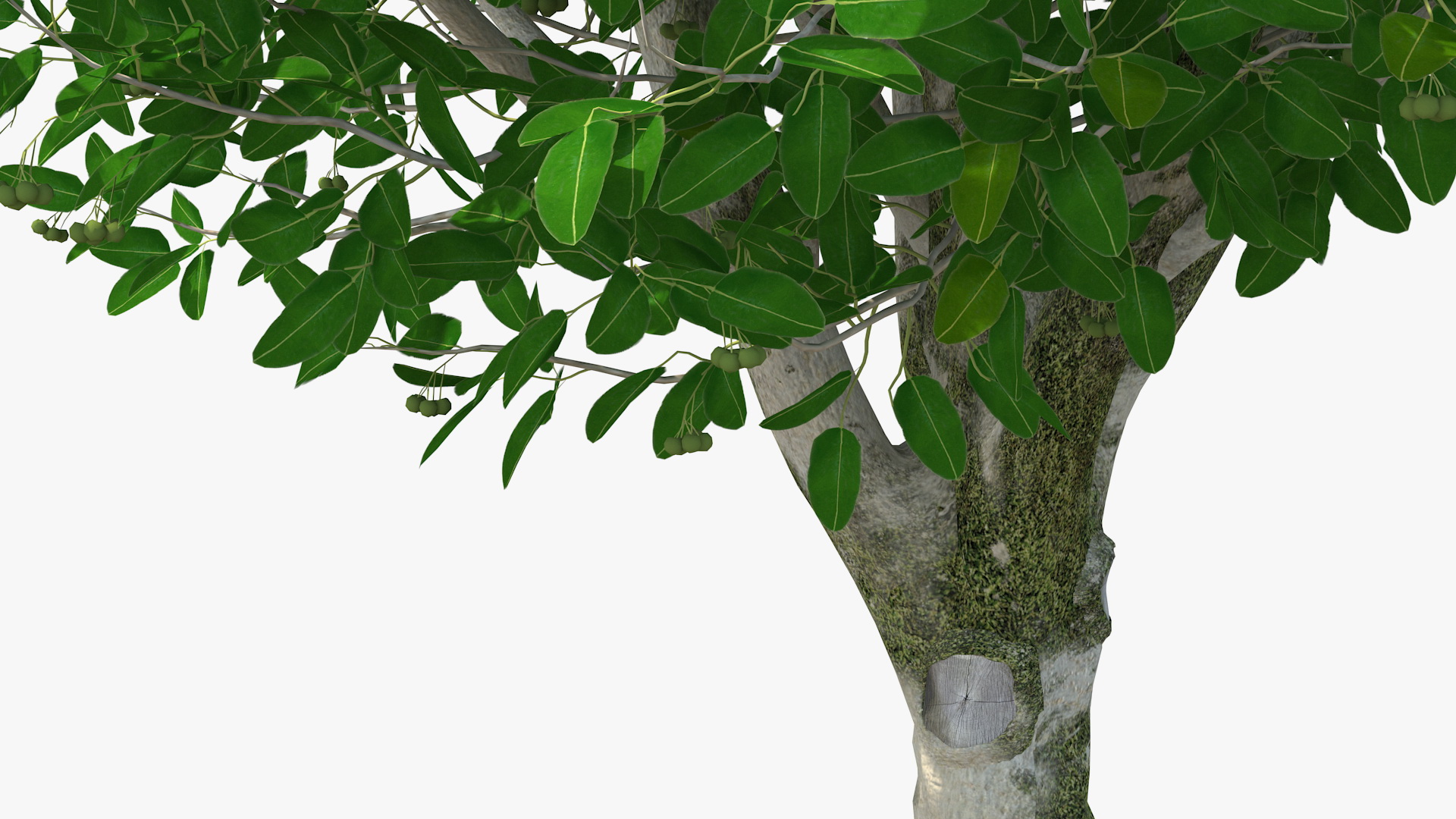 Calophyllum Antillanum 3D