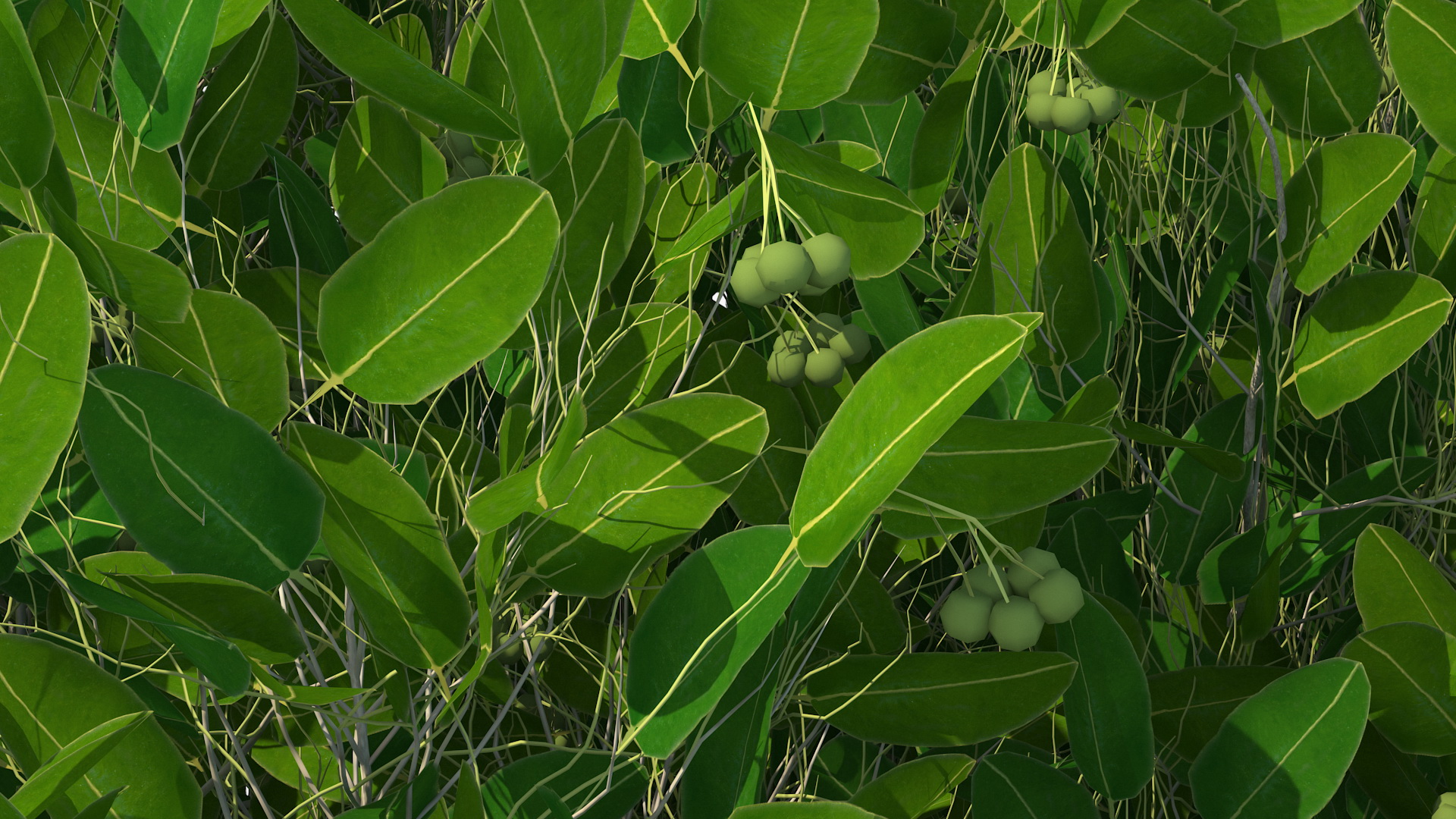 Calophyllum Antillanum 3D