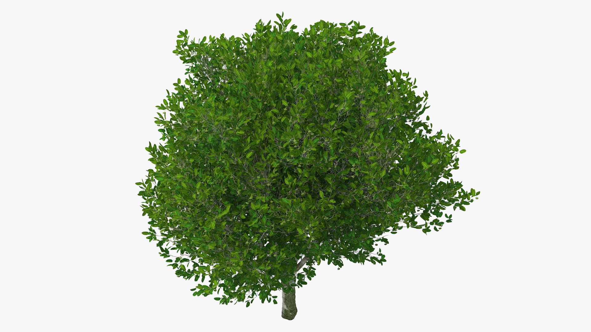 Calophyllum Antillanum 3D