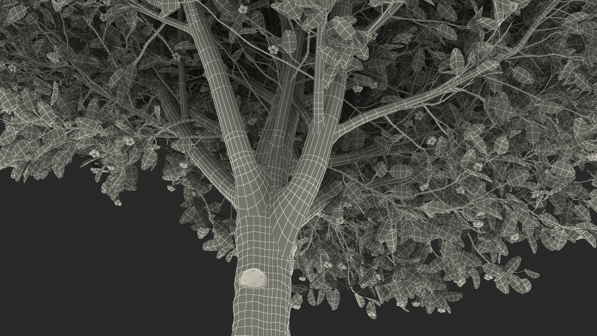 Calophyllum Antillanum 3D