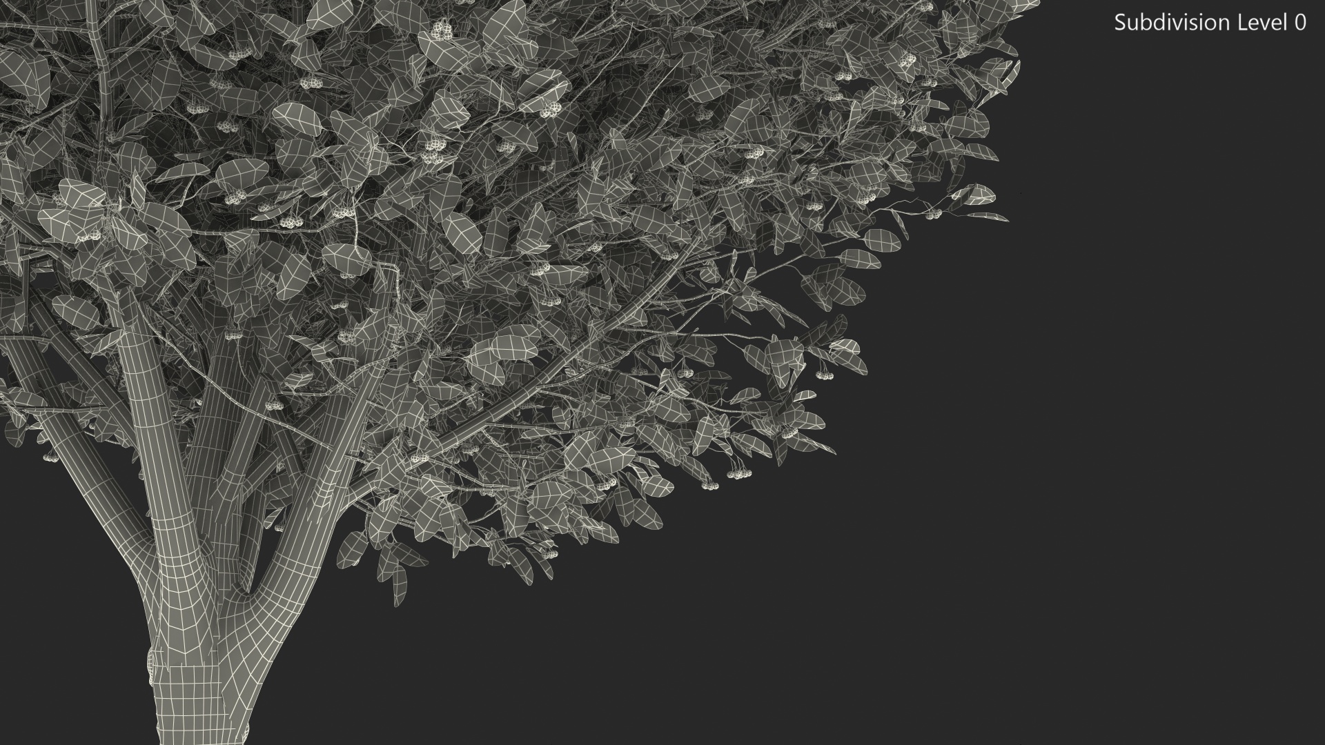 Calophyllum Antillanum 3D