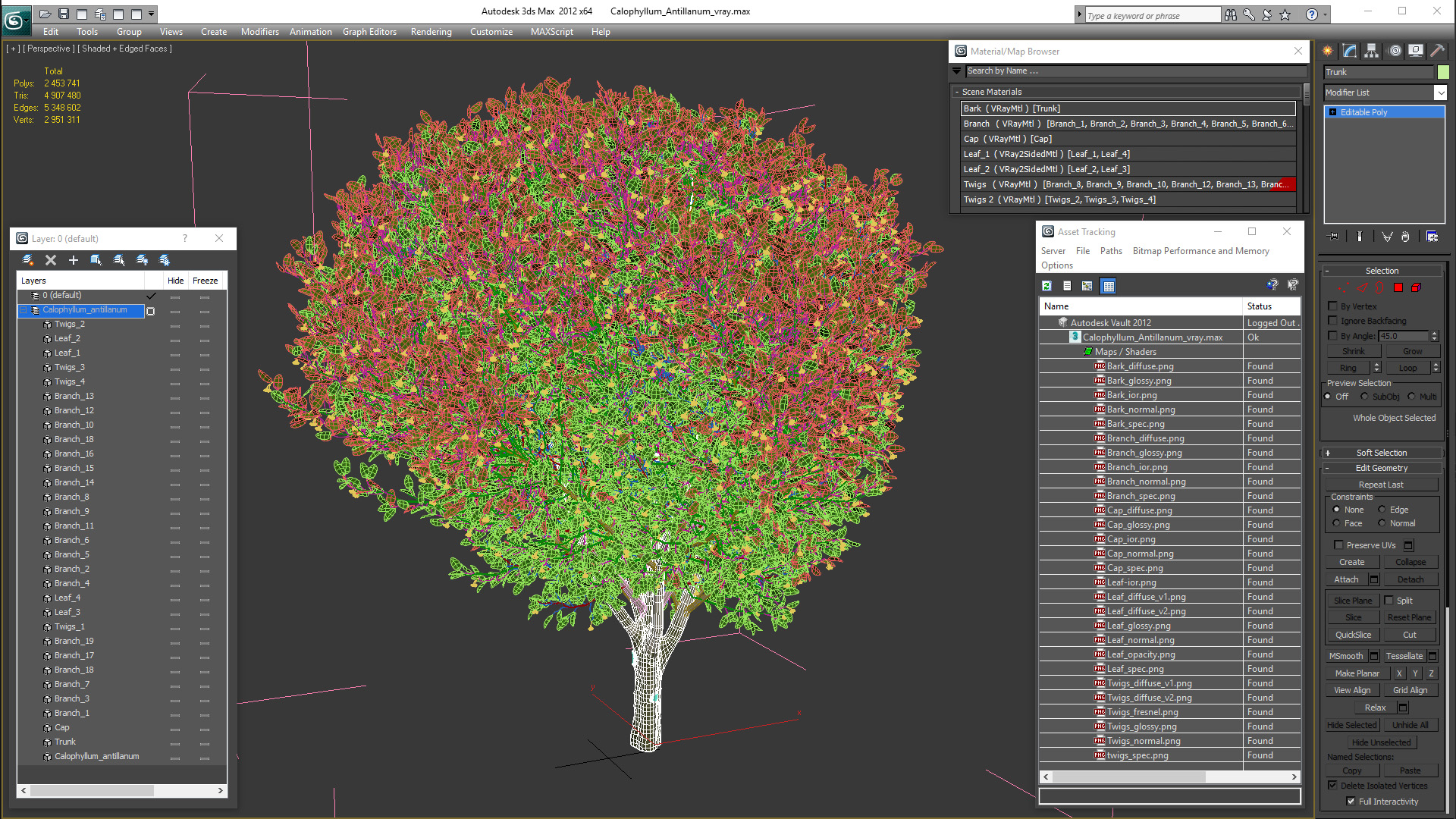 Calophyllum Antillanum 3D