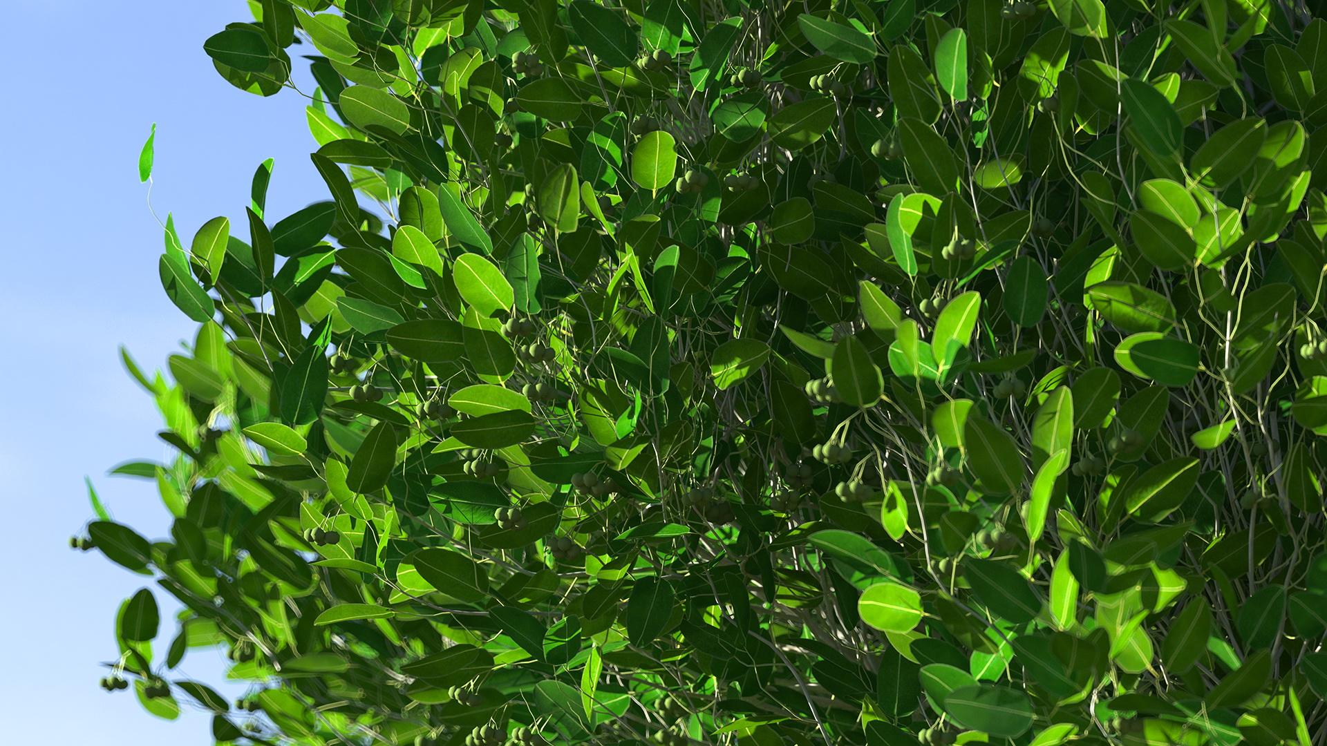 Calophyllum Antillanum 3D