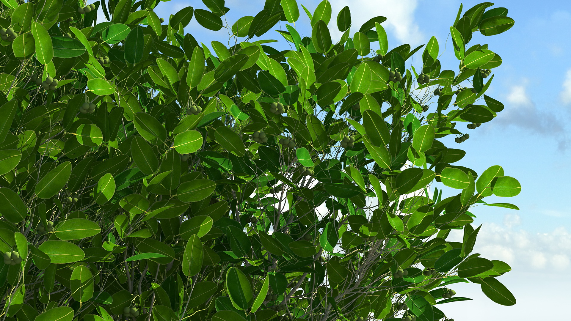 Calophyllum Antillanum 3D