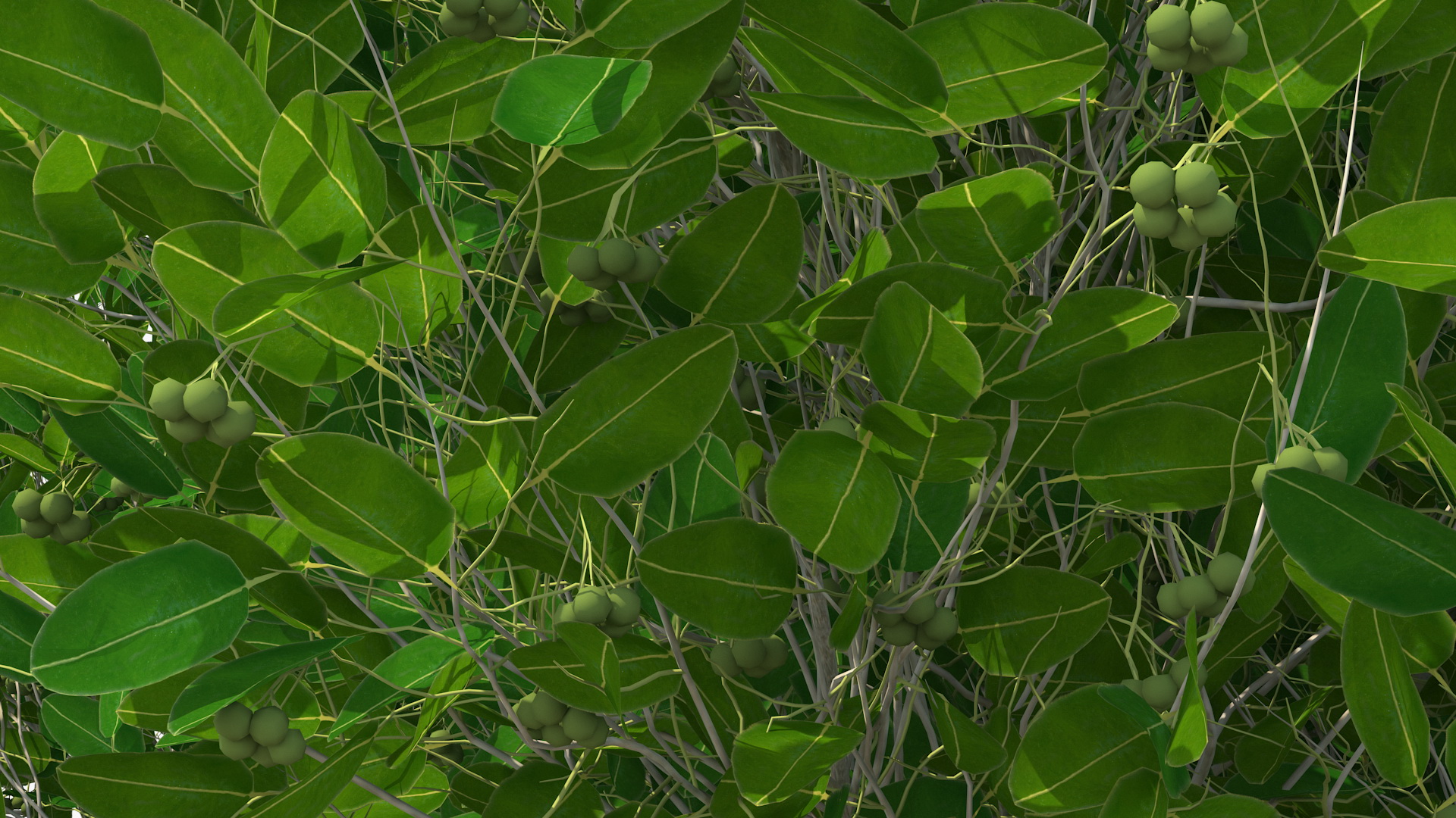 Calophyllum Antillanum 3D