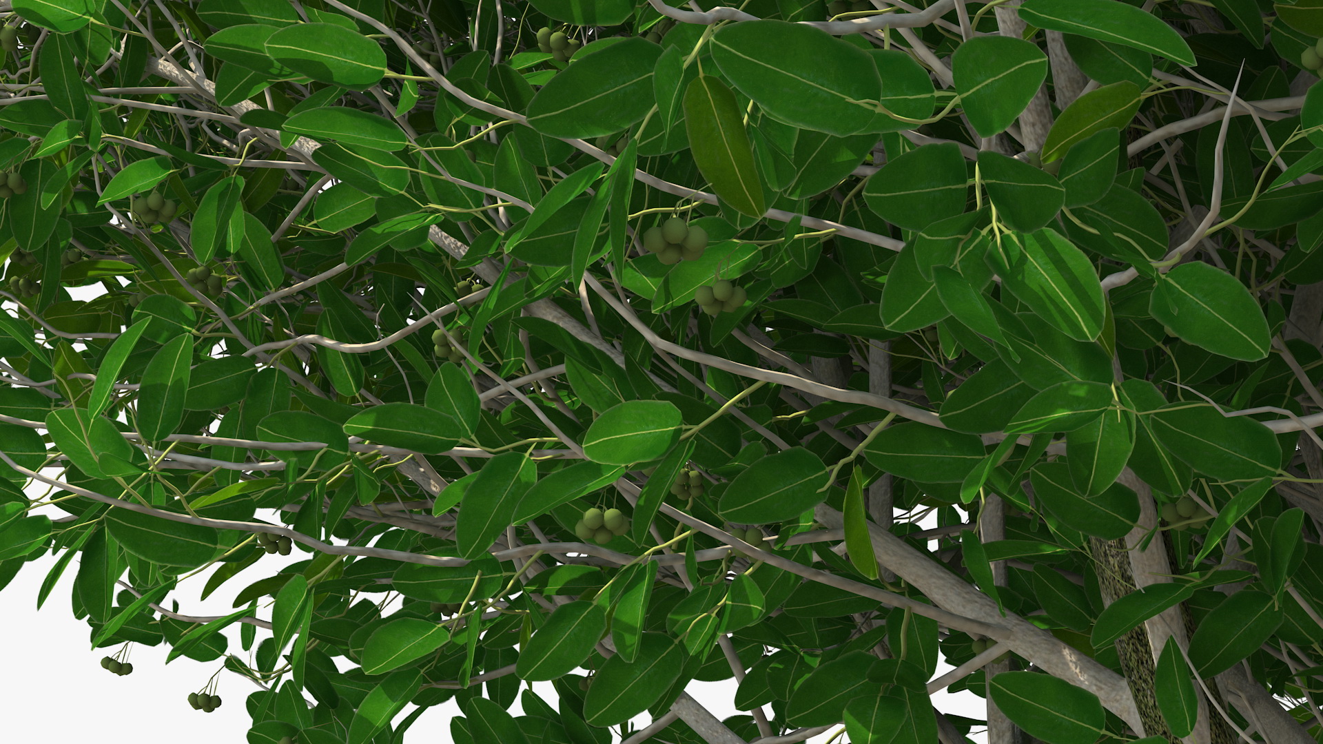 Calophyllum Antillanum 3D