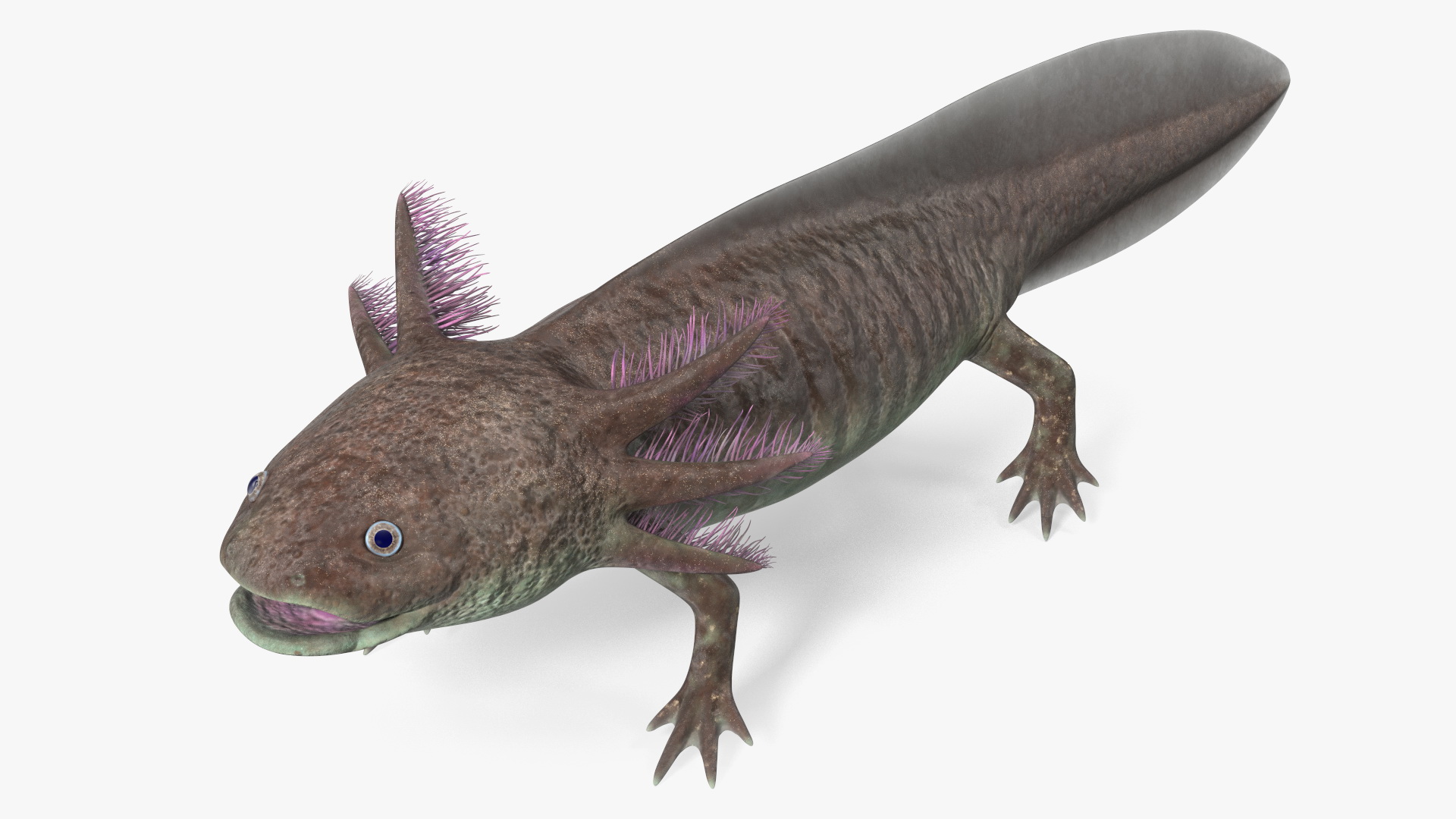 3D Brown Mexican Axolotl