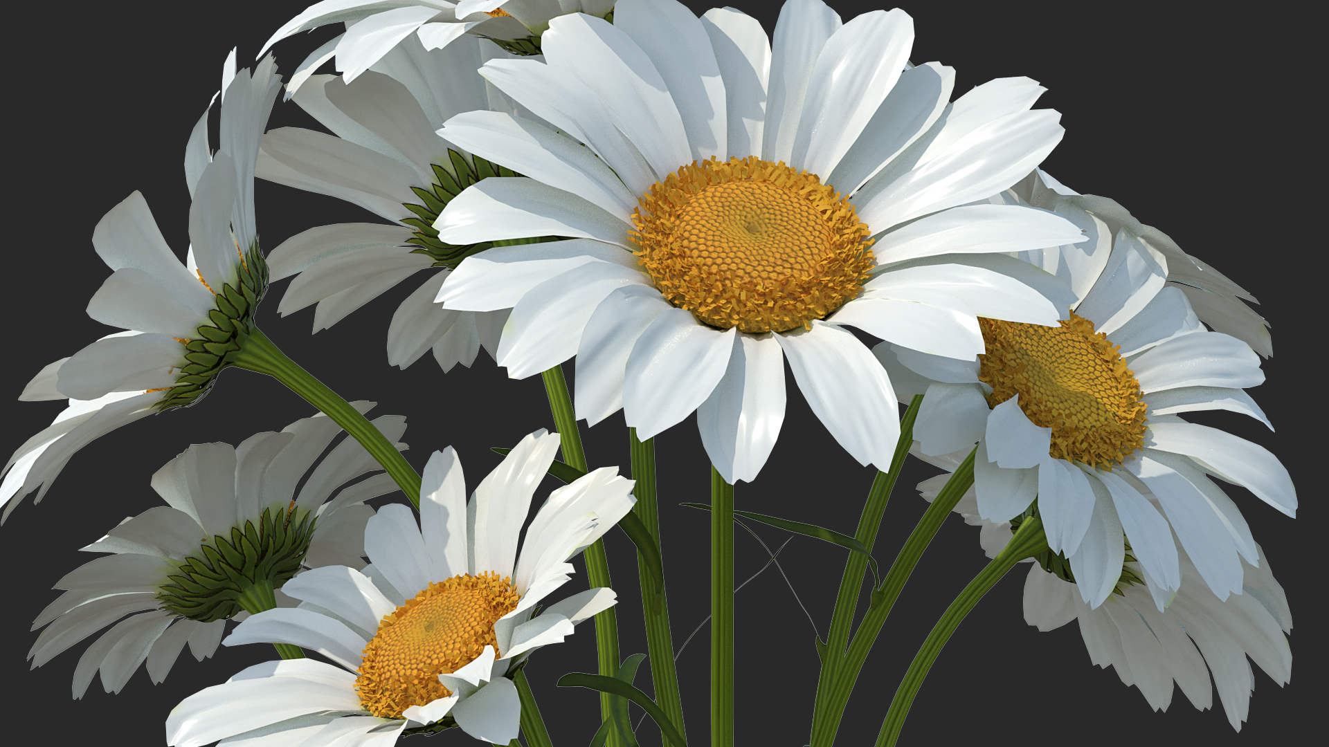 3D Bouquet of Chamomile Flowers model