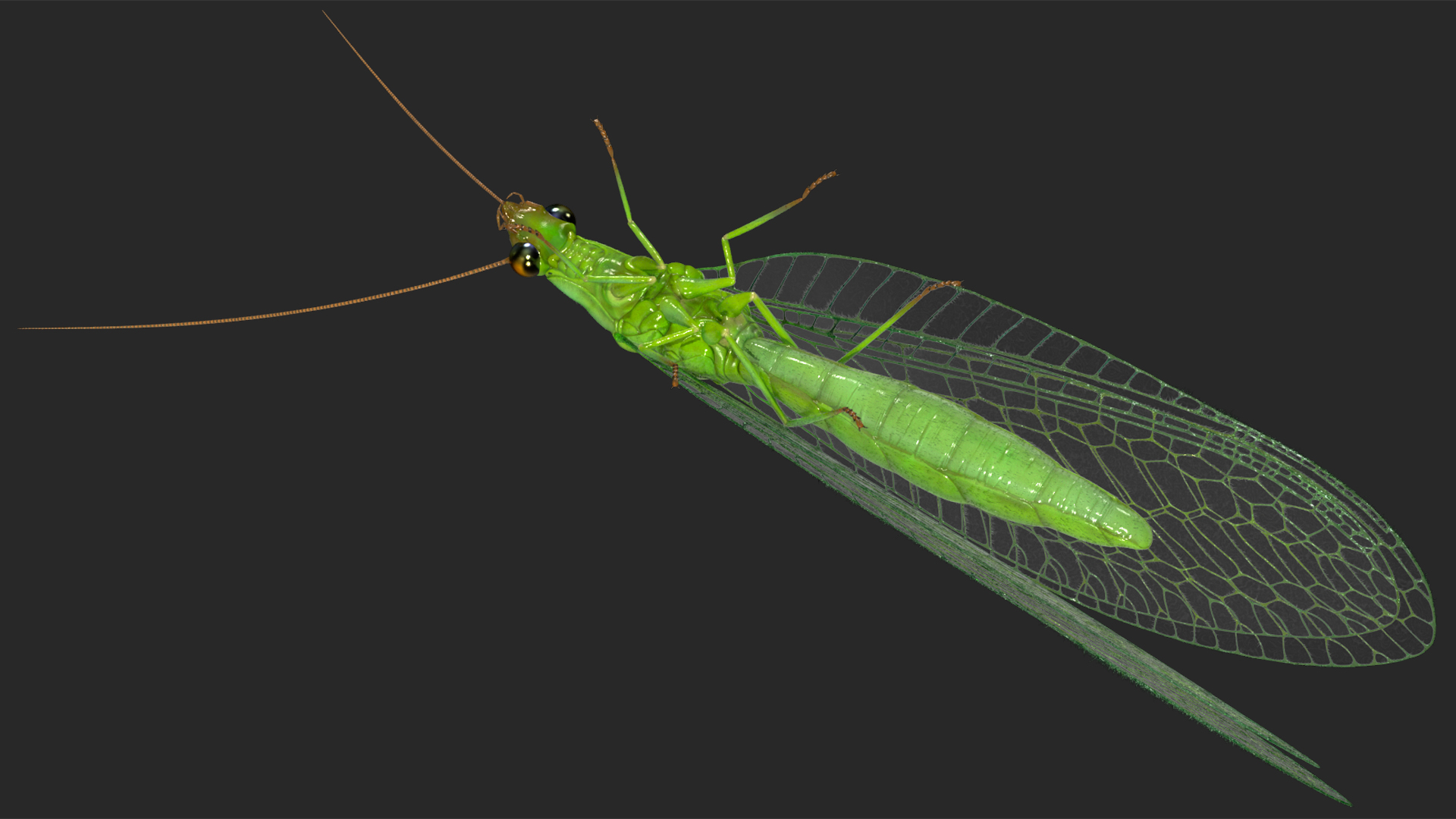 3D model Insect Green Lacewing Fur