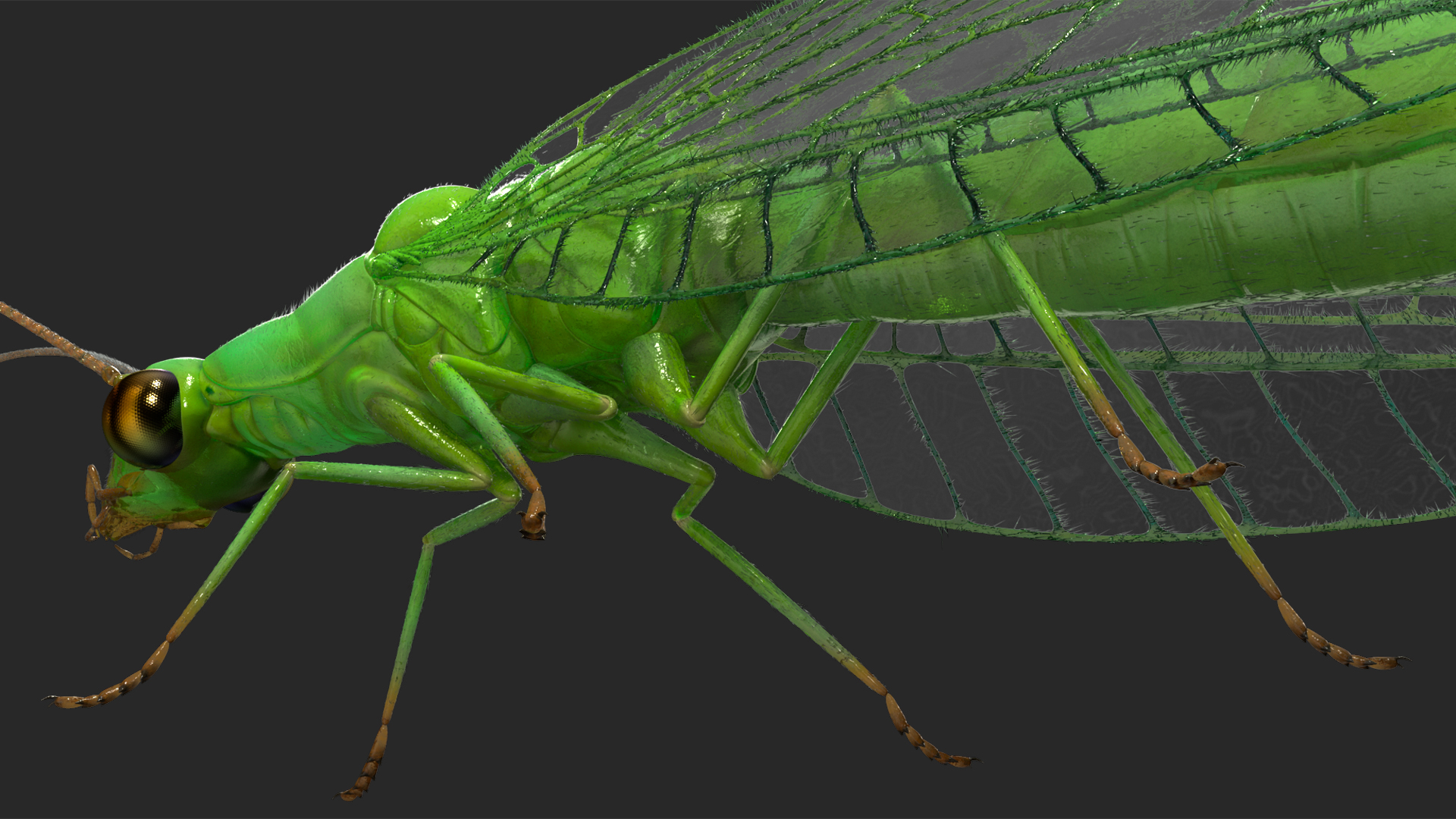 3D model Insect Green Lacewing Fur