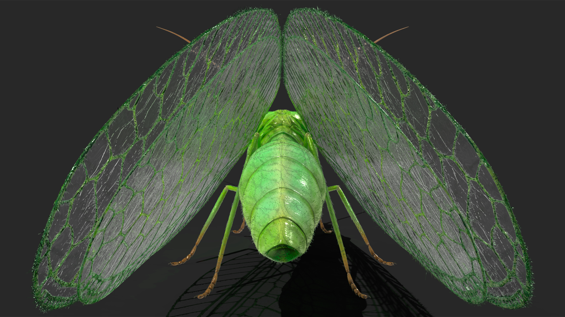 3D model Insect Green Lacewing Fur