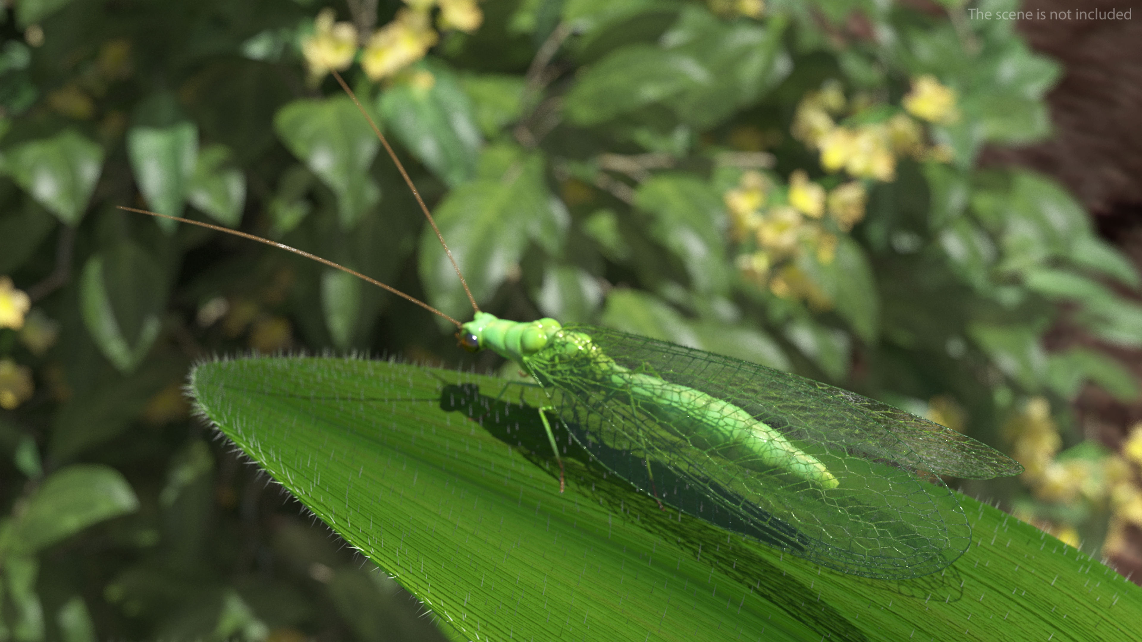 3D model Insect Green Lacewing Fur