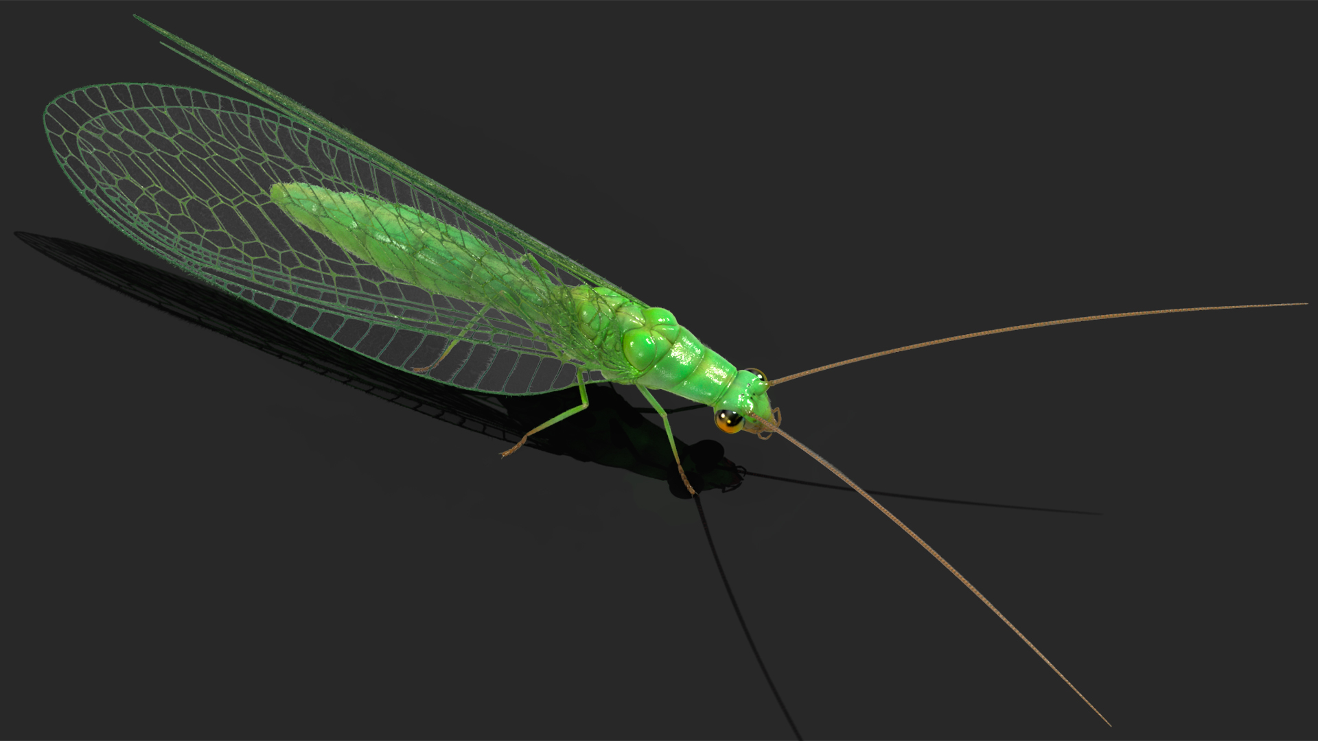 3D model Insect Green Lacewing Fur