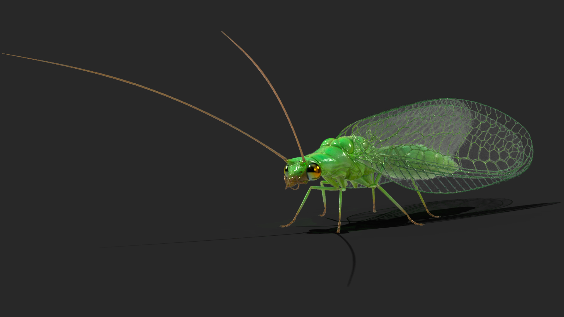 3D model Insect Green Lacewing Fur