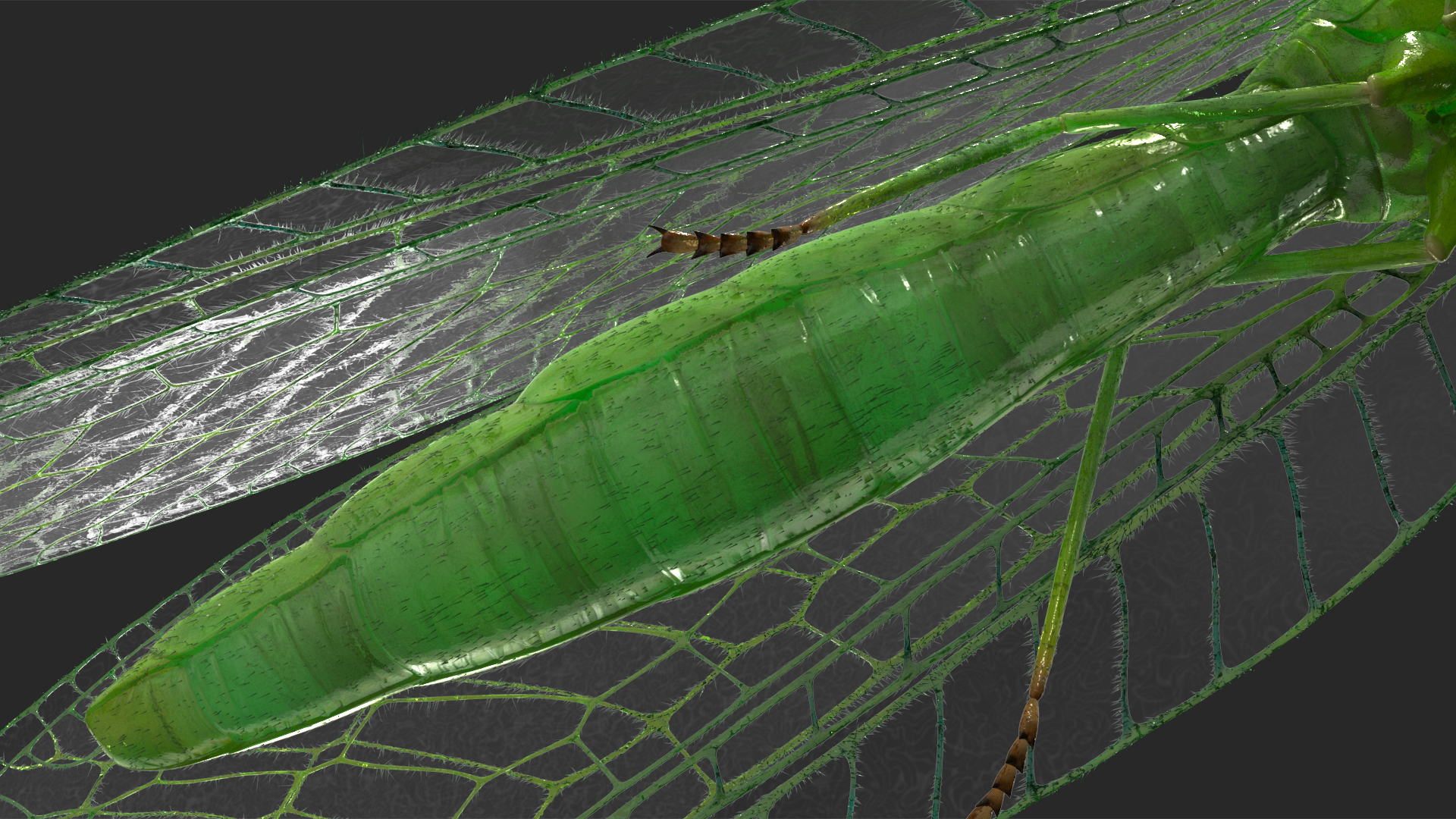 3D model Insect Green Lacewing Fur