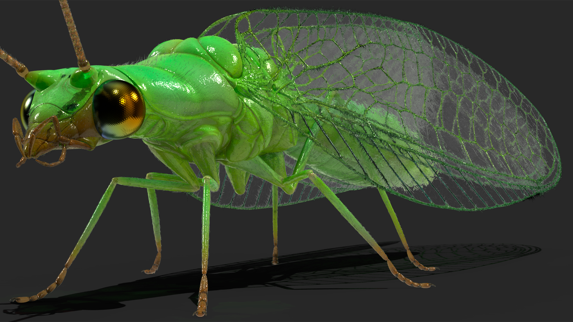 3D model Insect Green Lacewing Fur