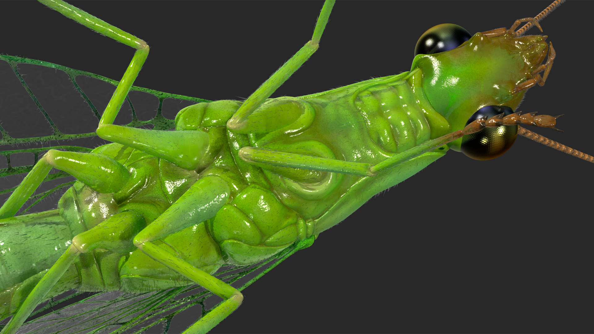 3D model Insect Green Lacewing Fur