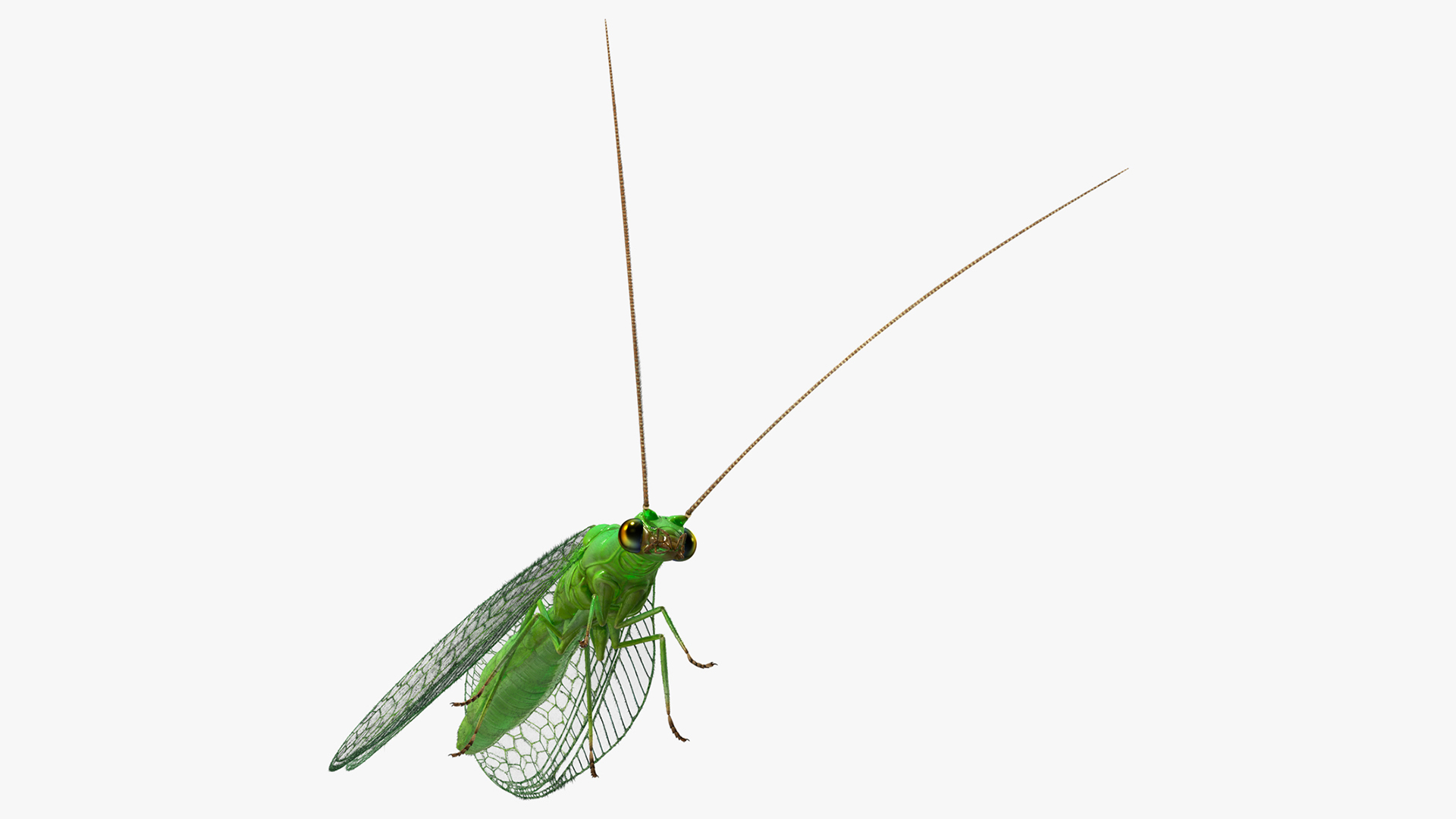 3D model Insect Green Lacewing Fur