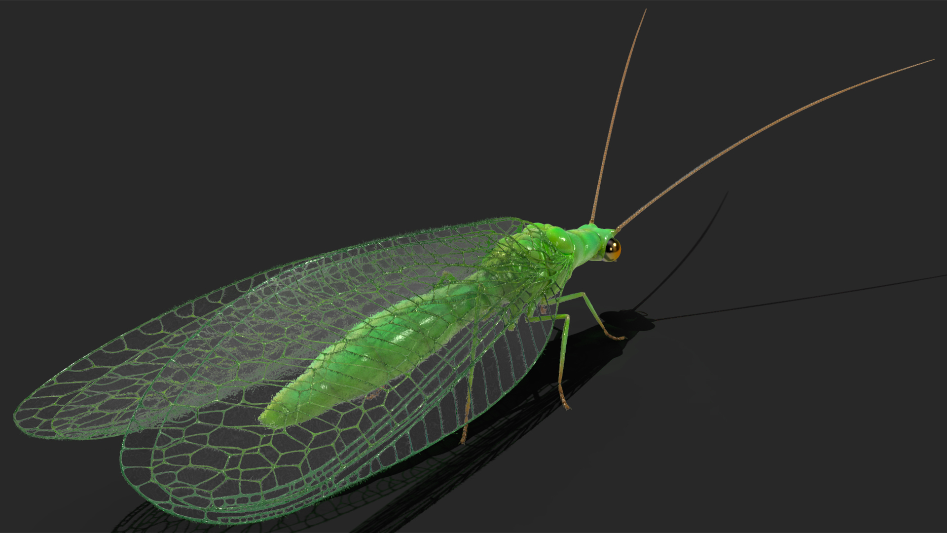 3D model Insect Green Lacewing Fur