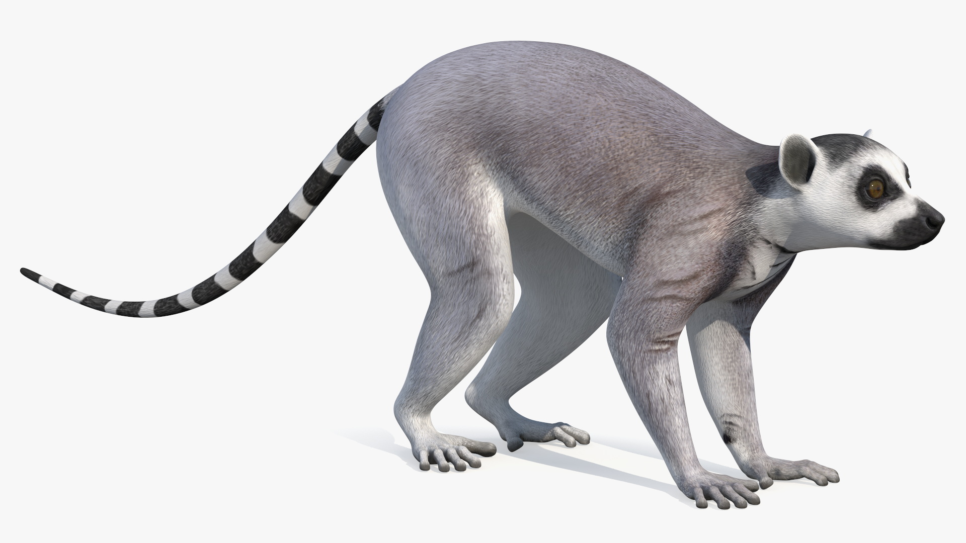 Lemur 3D model