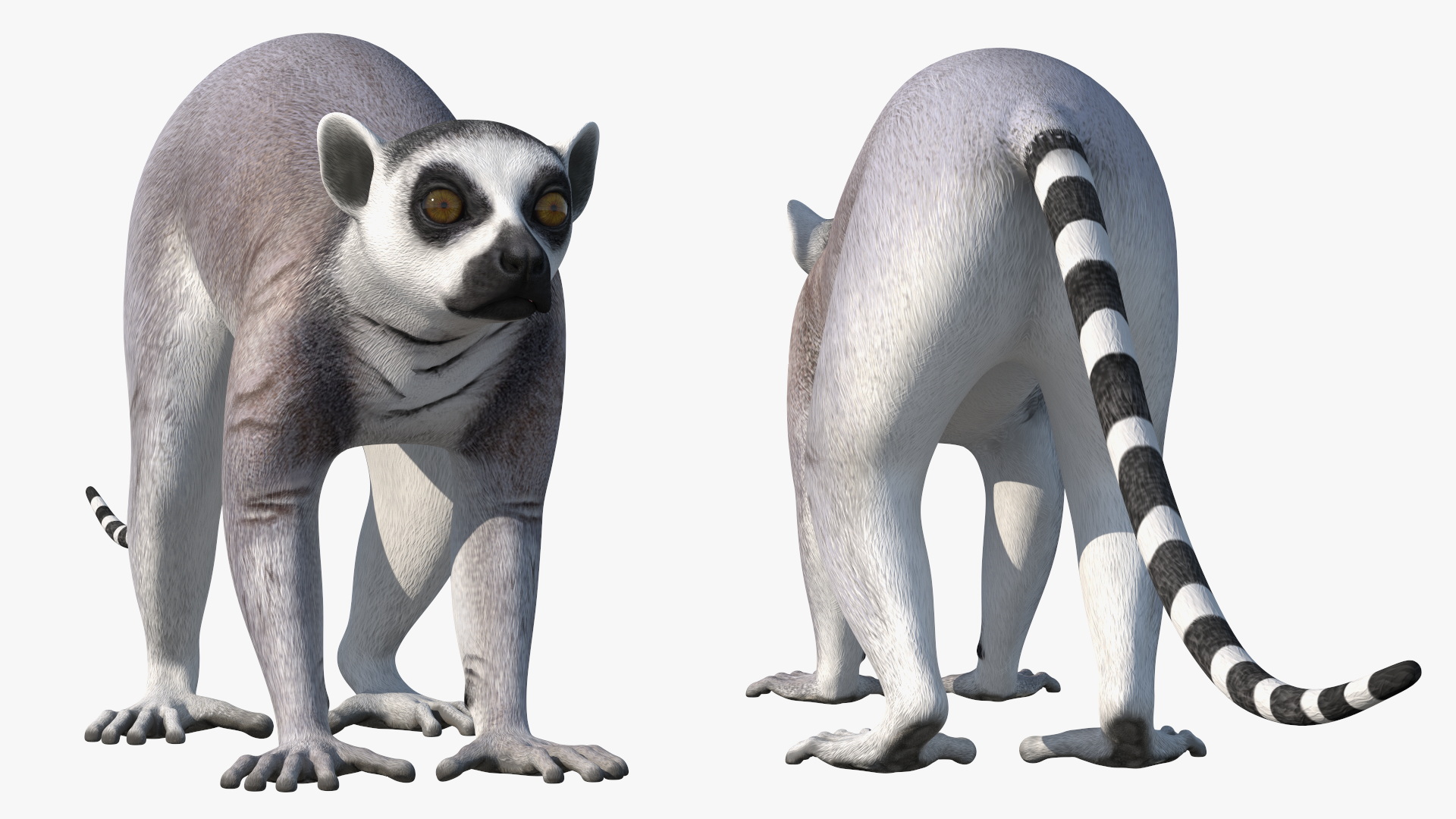 Lemur 3D model