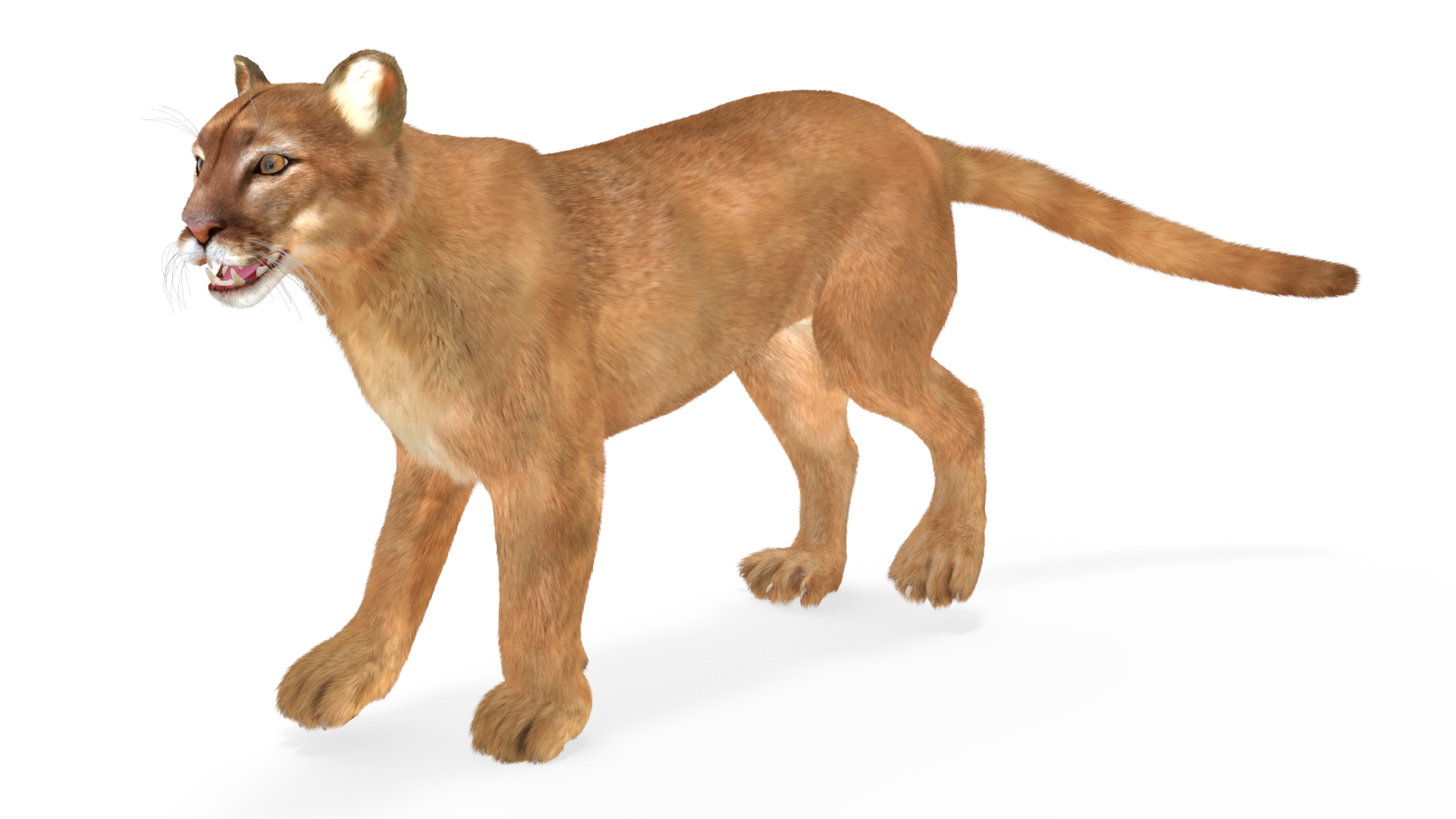 3D model Puma Fur Rigged