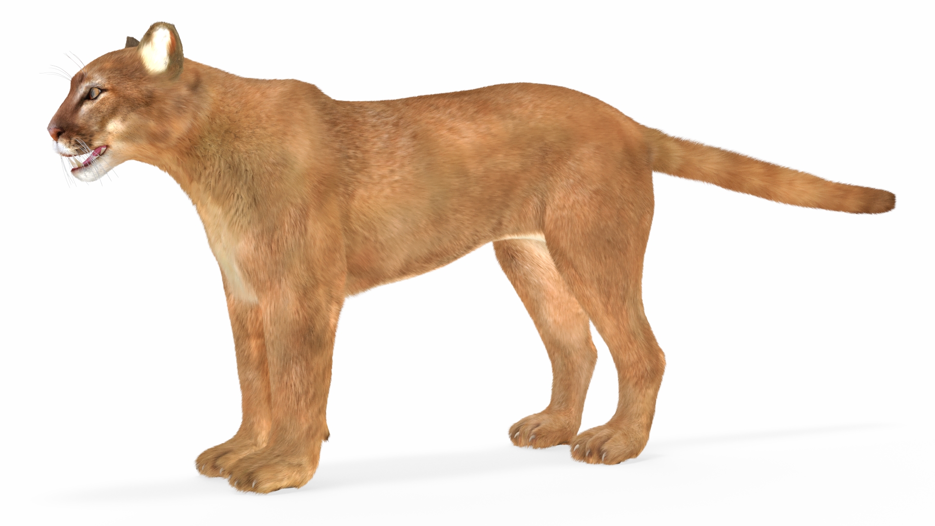 3D model Puma Fur Rigged