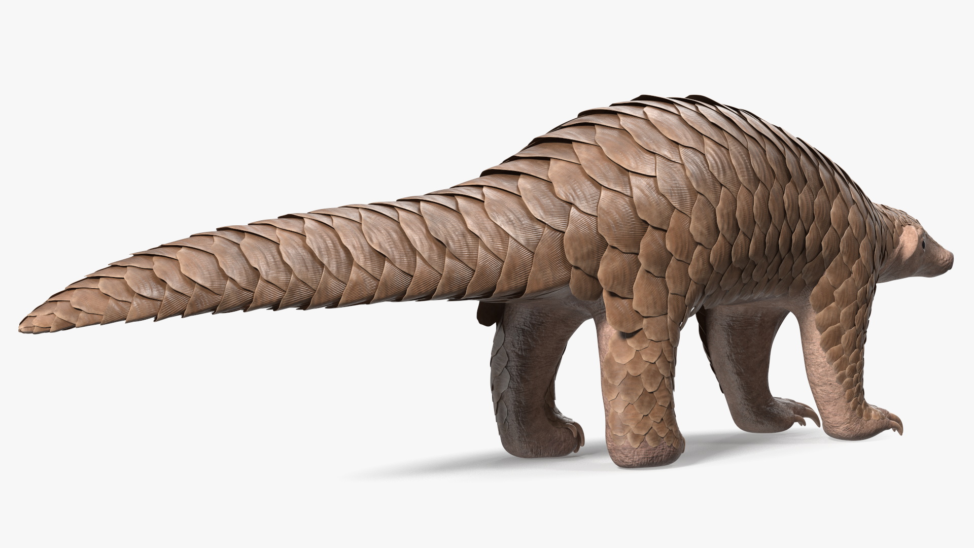 3D model Pangolin