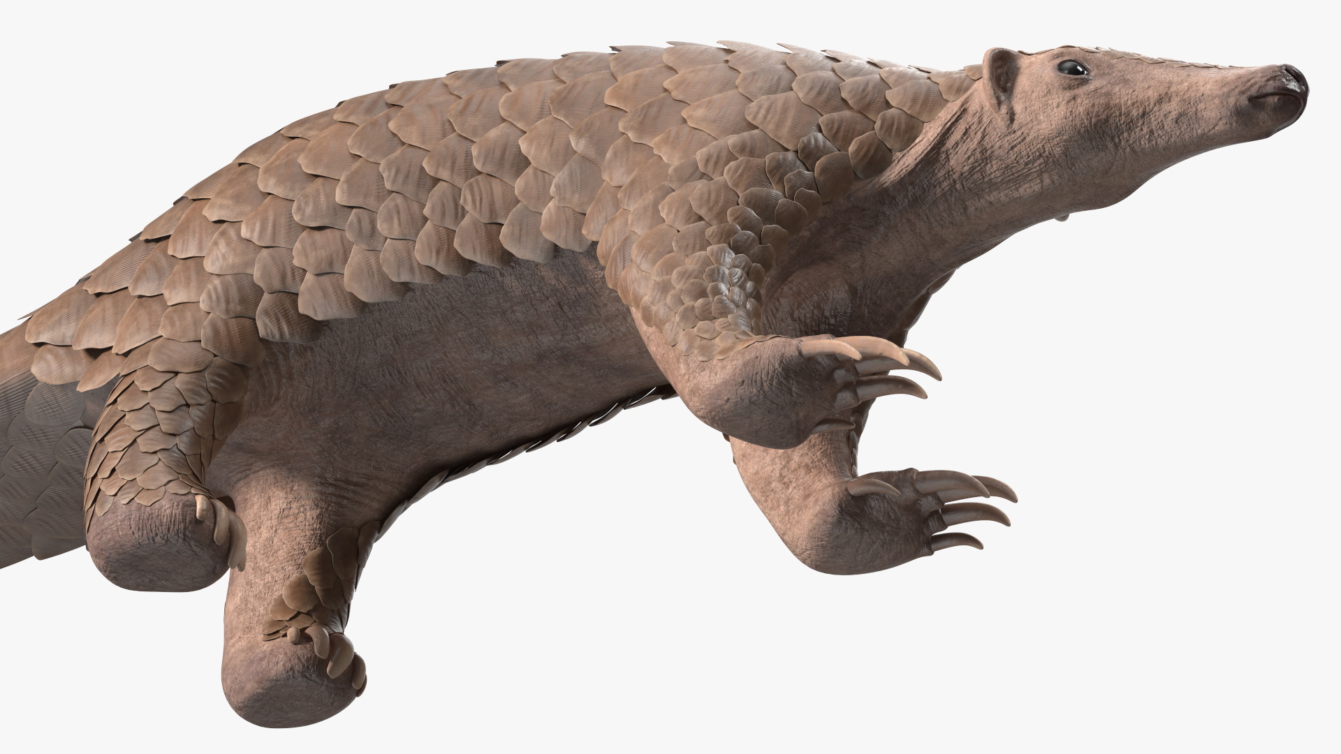 3D model Pangolin