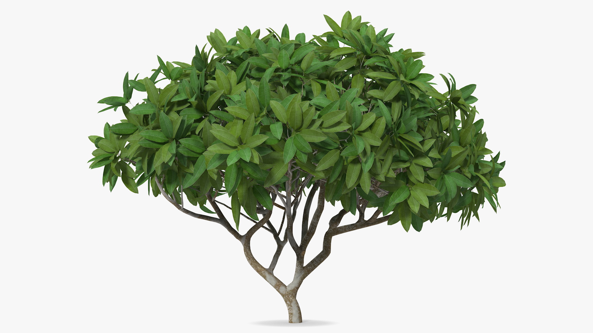 3D model Plumeria Frangipani Shrub