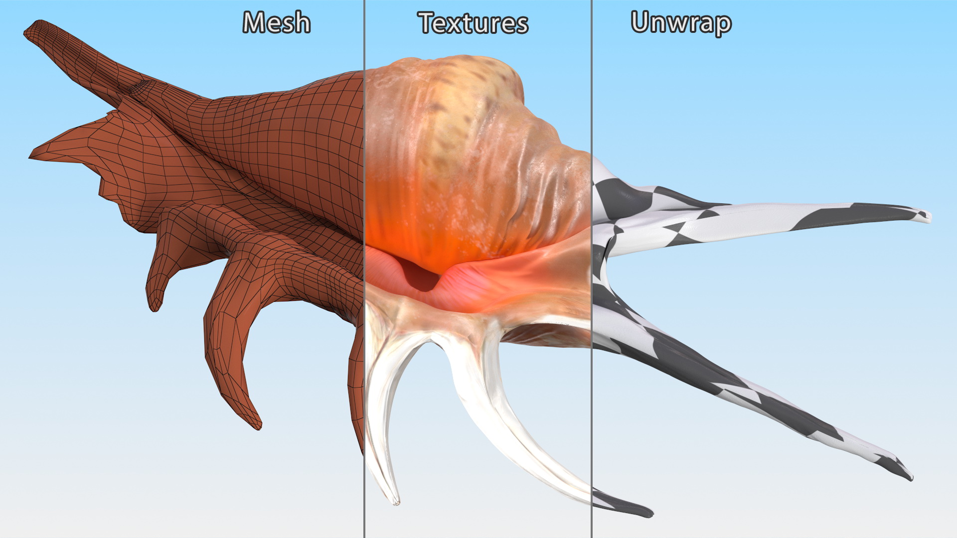 3D Lambis Truncata Shell