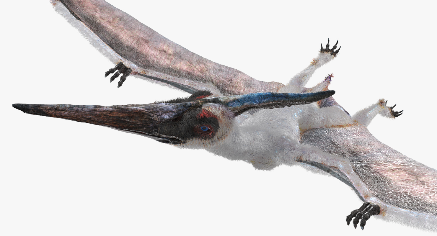 Pterosaur Pteranodon White Flying Pose with Fur 3D