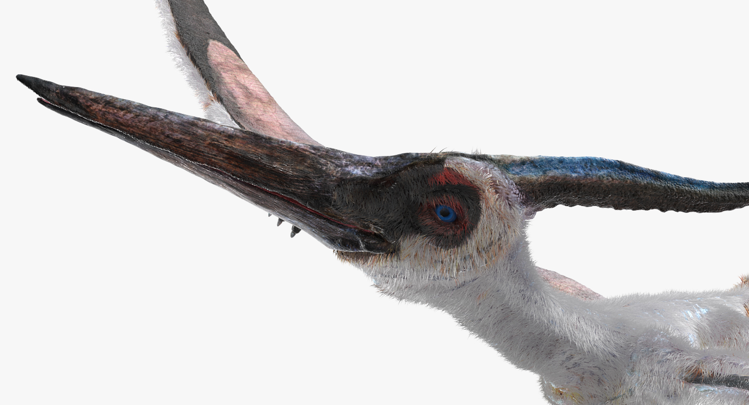 Pterosaur Pteranodon White Flying Pose with Fur 3D