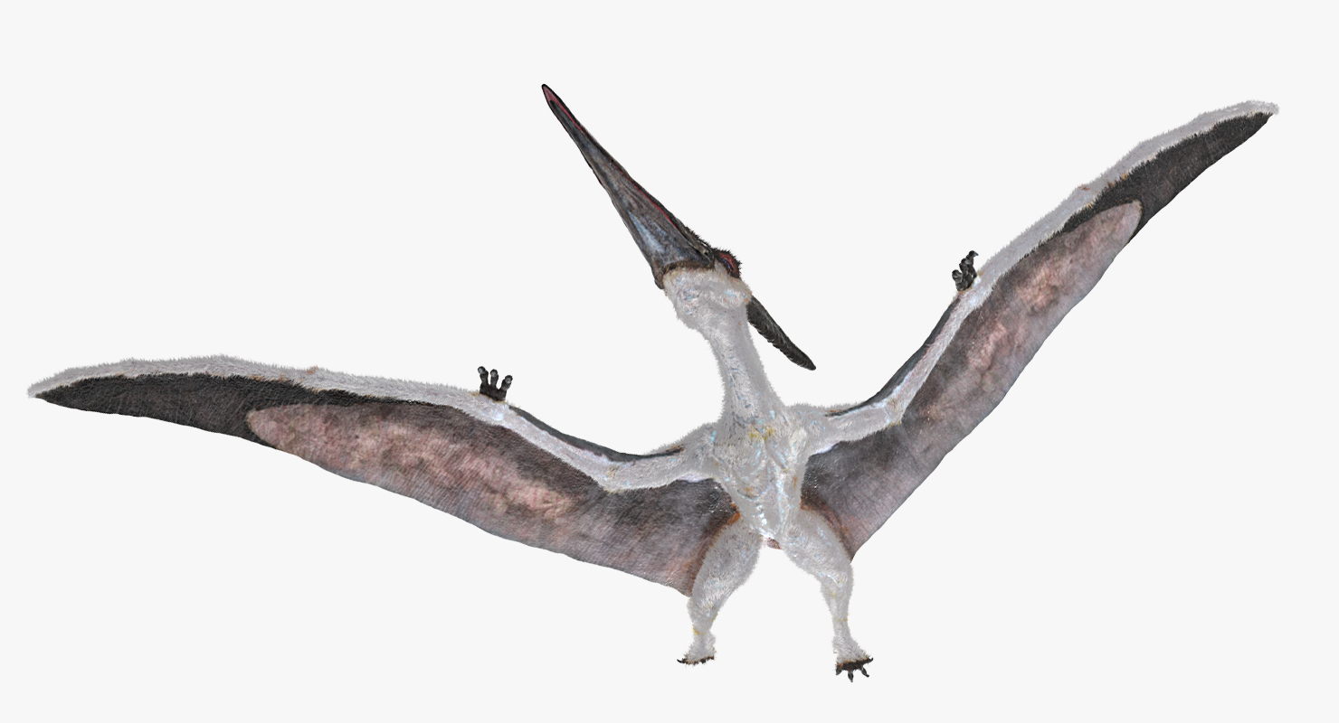 Pterosaur Pteranodon White Flying Pose with Fur 3D